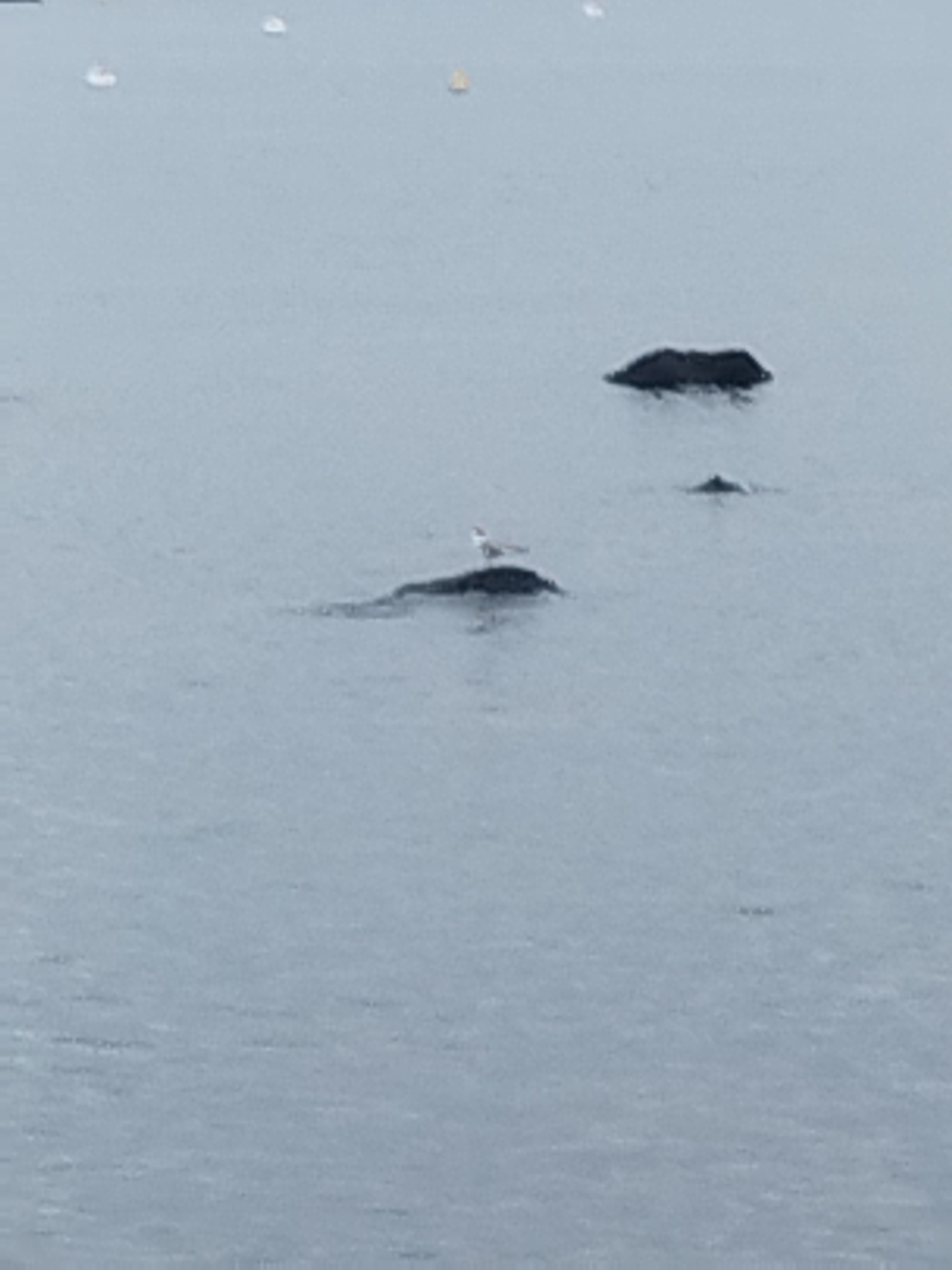 The image shows a body of water, likely the sea, with several dark, irregularly shaped objects that appear to be rocks or small islands protruding from the surface. In the foreground, a single bird, possibly a seagull, is perched on one of these dark objects. In the background, there are several lighter, smaller objects floating on the water, which could be buoys or distant boats. The overall scene is overcast, with a muted, gray-blue color palette dominating the image. The water surface is slightly rippled, indicating a calm but not entirely still environment. The location is not discernible from the image itself.