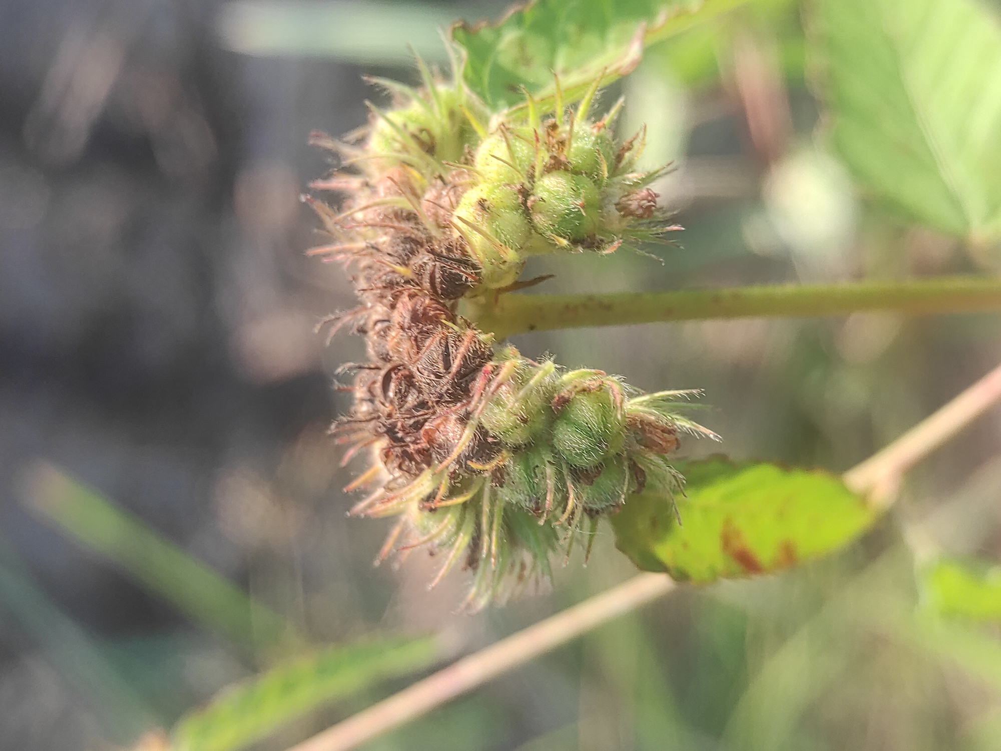 This close-up photograph, taken in Lhokseumawe, Indonesia, features a cluster of plant structures, likely immature fruits or seed pods, growing on a slender stem. The central cluster displays a mix of green and brown elements. The upper and right portions of the cluster are predominantly green, characterized by numerous small, spiky protrusions, suggesting fresh growth. Towards the lower left, the structures appear browner and drier, indicating a more advanced or desiccated stage of development.
Thin green stems support the cluster, and green leaves are visible both in focus near the plant material and as blurred elements in the background. The background is soft and out of focus, showing diffused patches of green and muted earthy tones, consistent with natural vegetation in bright, natural daylight. The image is a static shot of plant life, with no people, activities, or visible text present.
