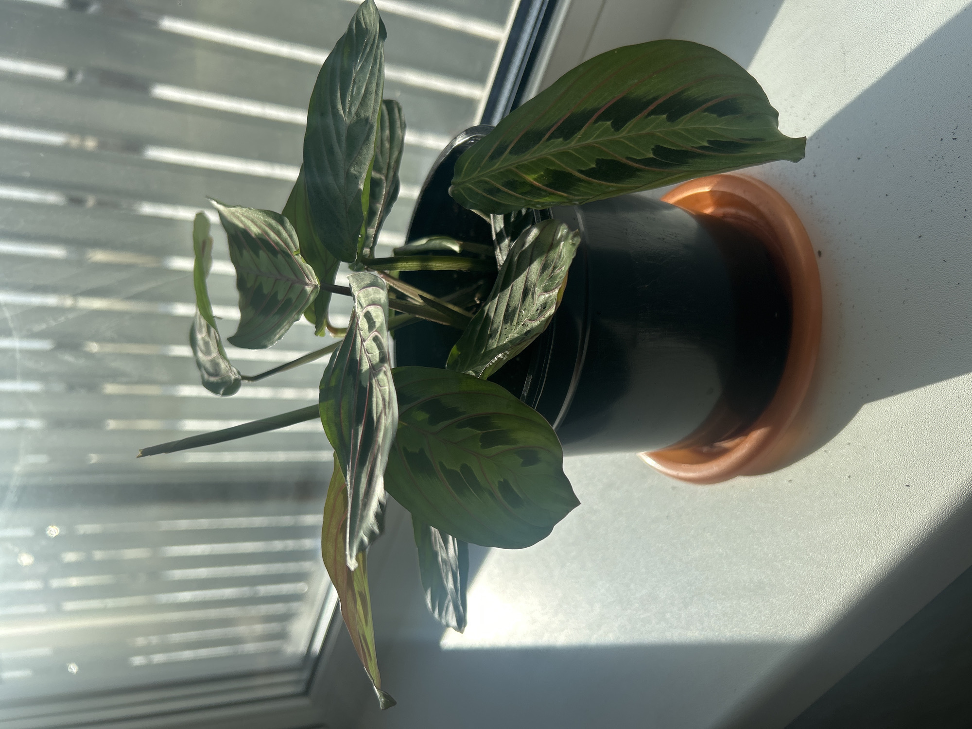 An indoor scene in the city of Chaikovsky, Russia, depicts a Maranta leuconeura (Prayer Plant) in a black cylindrical pot, resting on a terracotta-orange plastic saucer. The plant, approximately 20-25 cm tall, features ovate green leaves with reddish veins and darker green variegation; one stem exhibits a clean cut or break at its apex. The pot and saucer are positioned centrally on a white, textured window sill that shows minor particulate matter. Strong natural light streams from the right through a window, creating bright reflections and distinct vertical shadow patterns on the window glass, indicative of external blinds or a patterned curtain. Prominent diagonal shadows from the plant and pot are cast across the window sill. No individuals or animals are present in the frame.