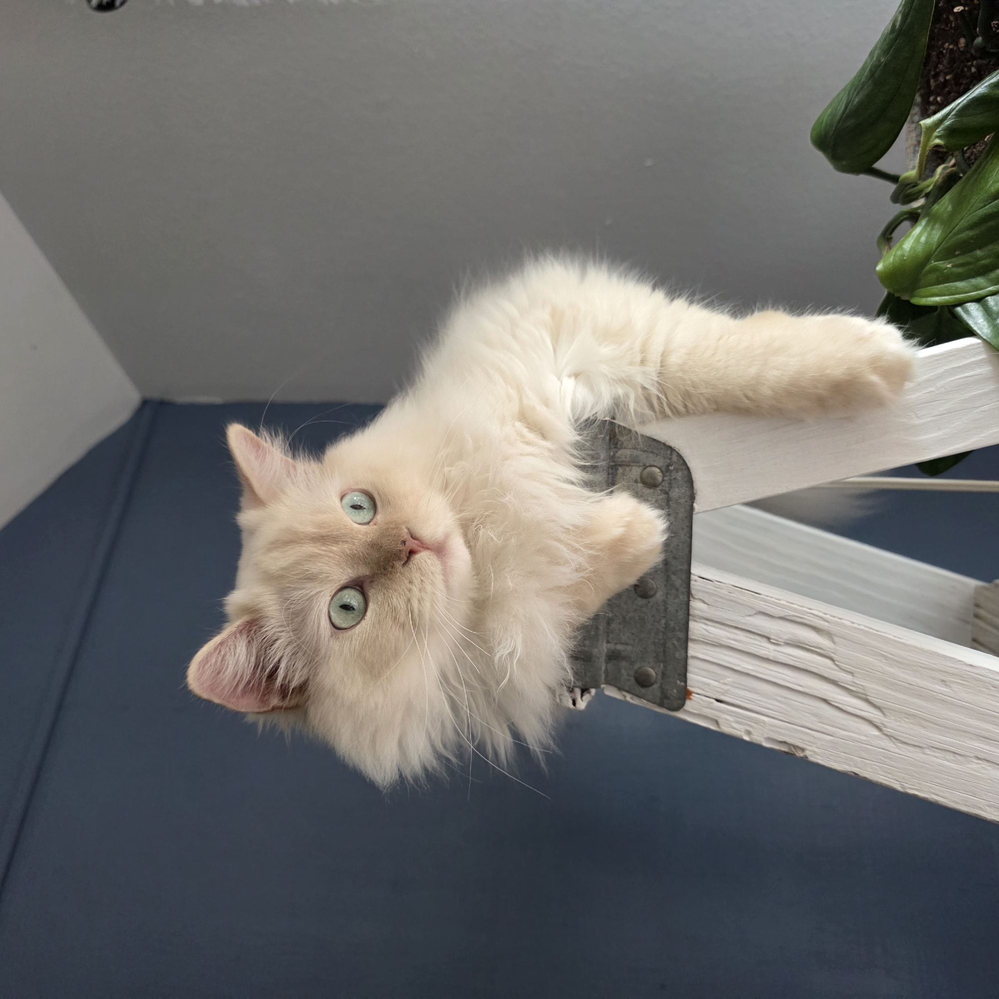 A light-colored, fluffy cat with bright green eyes is perched on a white wooden ladder, its paws resting on the metal hinge. The cat is looking to its right with a curious expression. The ladder is positioned in front of a dark blue wall, and to the right, a gray wall is visible, along with a potted plant with large green leaves. The scene appears to be indoors, in a residential setting. There is no indication of the city of Portland, United States of America, in the image.