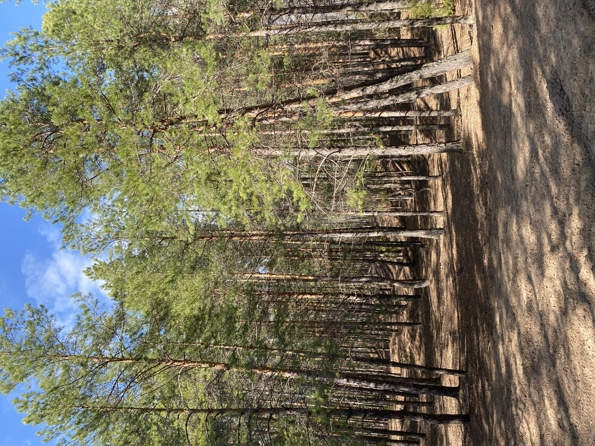 The image presents a serene landscape within a pine forest, consistent with the location context of Noviy, Russia. The scene is dominated by numerous tall, slender pine trees with lush green needles, forming a dense forest on the left side of the frame.
To the right, a wide dirt path or unpaved road stretches into the distance, separating the viewer from the deeper forest. Long, distinct shadows are cast by the tree trunks across the sandy, earthy ground of the path, suggesting either an early morning or late afternoon sun. This indicates clear, sunny weather.
The sky, visible through the gaps in the tree canopy, is a bright blue with a few scattered white clouds, reinforcing the pleasant atmospheric conditions. There are no people, animals, or man-made objects other than the implied path, contributing to a sense of untouched nature and quiet solitude. The primary focus is on the natural elements: the towering pine trees, their vibrant green foliage, the textured forest floor, and the clear sky above. No discernible text is visible within the image. The overall impression is one of peaceful natural beauty characteristic of a pine forest.