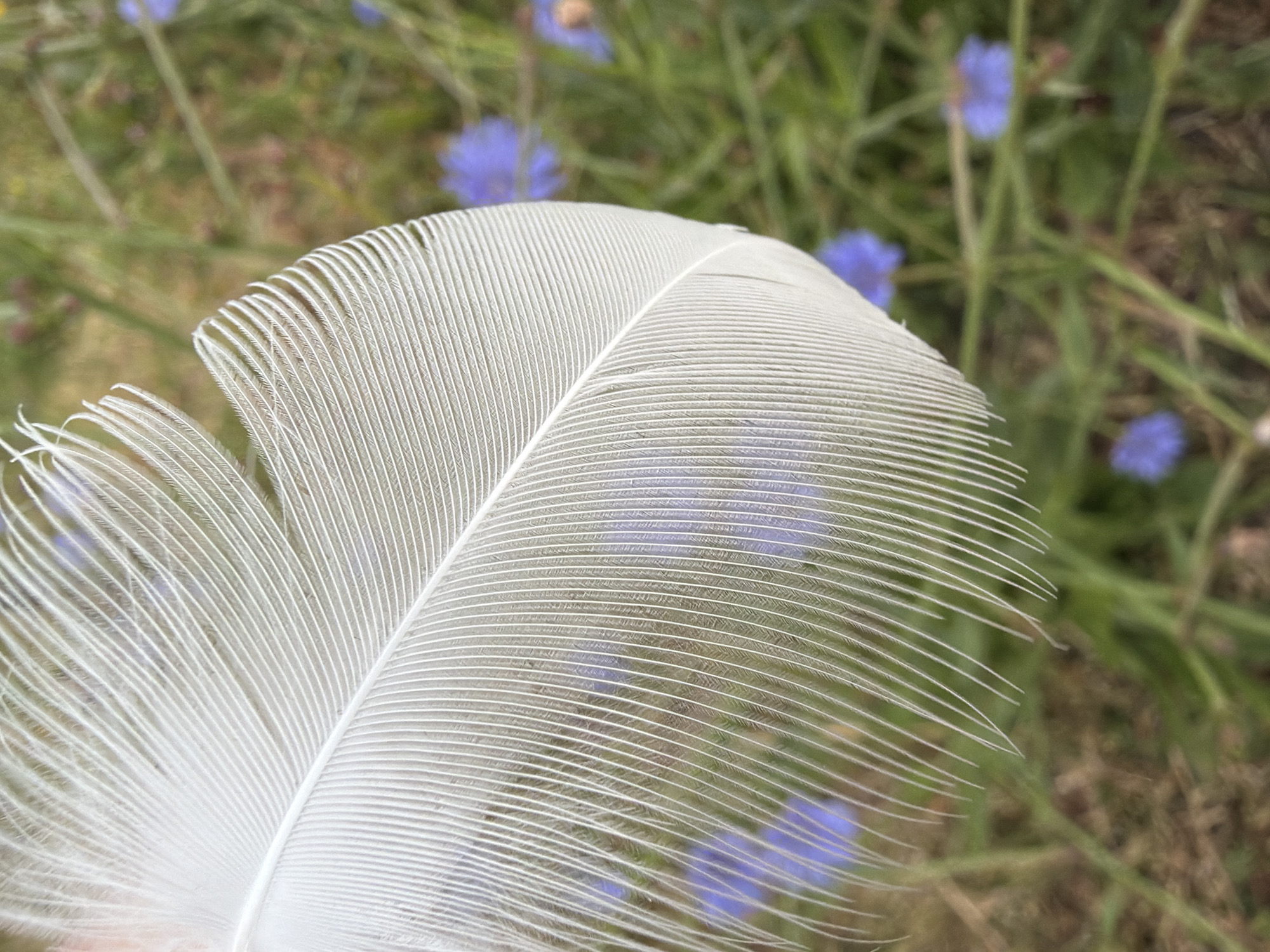 A close-up, shallow-depth-of-field photograph captures a white feather held in focus against a blurred background of greenery and small purple flowers. The feather, positioned diagonally from the upper left to the lower right of the frame, displays intricate detail in its delicate barbs and central shaft. The background consists of grass and several indistinct purple blossoms, suggesting an outdoor, natural setting. The overall impression is one of softness and natural beauty. The image provides no indication of the city of Astana, Kazakhstan, or any specific location. There are no people, actions, or interactions depicted.