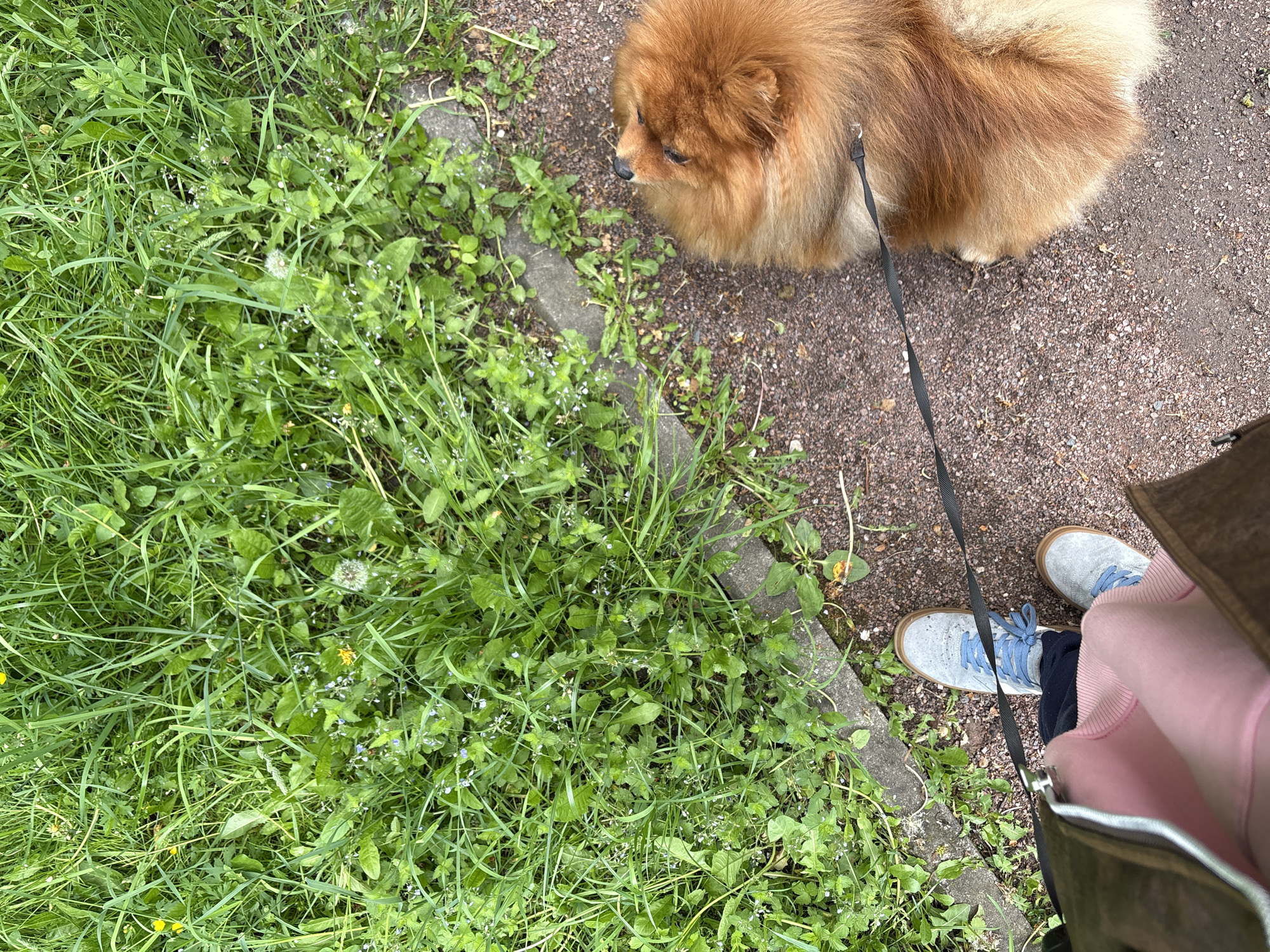 An overhead shot shows a Pomeranian dog on a leash standing on a brown gravel path in an area interspersed with grass and weeds. The path is bordered by a concrete edge. A person wearing blue sneakers with blue laces, black pants, and a pink sweater stands partially in the frame, holding the leash. Part of a brown bag is visible near the person's legs. The location appears to be an urban green space or park in Moscow, Russia.