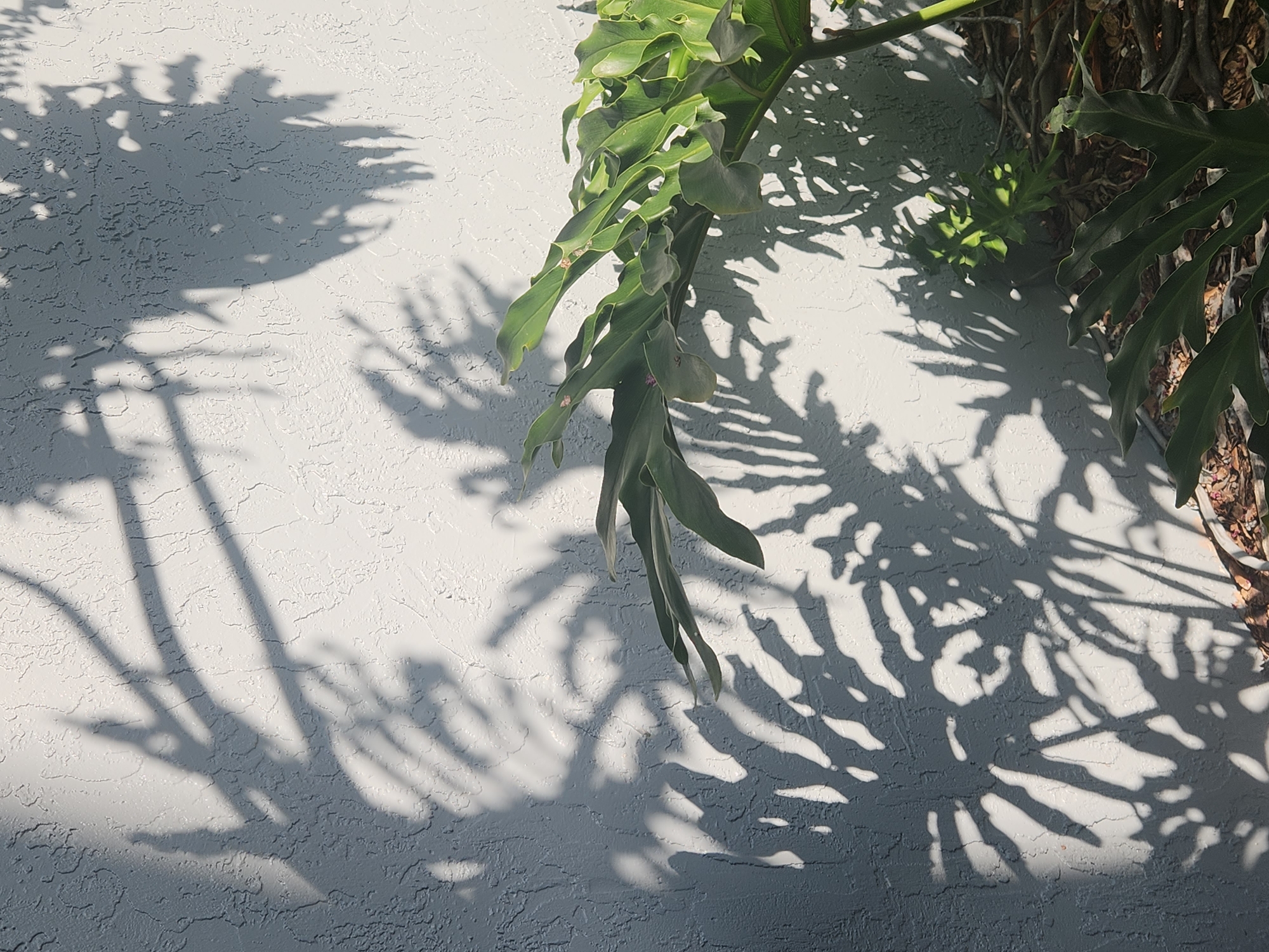In Altamonte Springs, United States of America, a textured white wall is adorned with the dappled shadows of tropical foliage. The sunlight casts intricate patterns of leaves and branches across the rough surface, creating a dynamic interplay of light and shade. To the right of the frame, a vibrant green philodendron plant with large, deeply lobed leaves is partially visible, its own shadow contributing to the complex mosaic on the wall. The ground beneath the plant is covered in dry leaves and exposed roots, hinting at an outdoor setting. The overall impression is one of a serene, sun-drenched moment captured in a natural environment.
