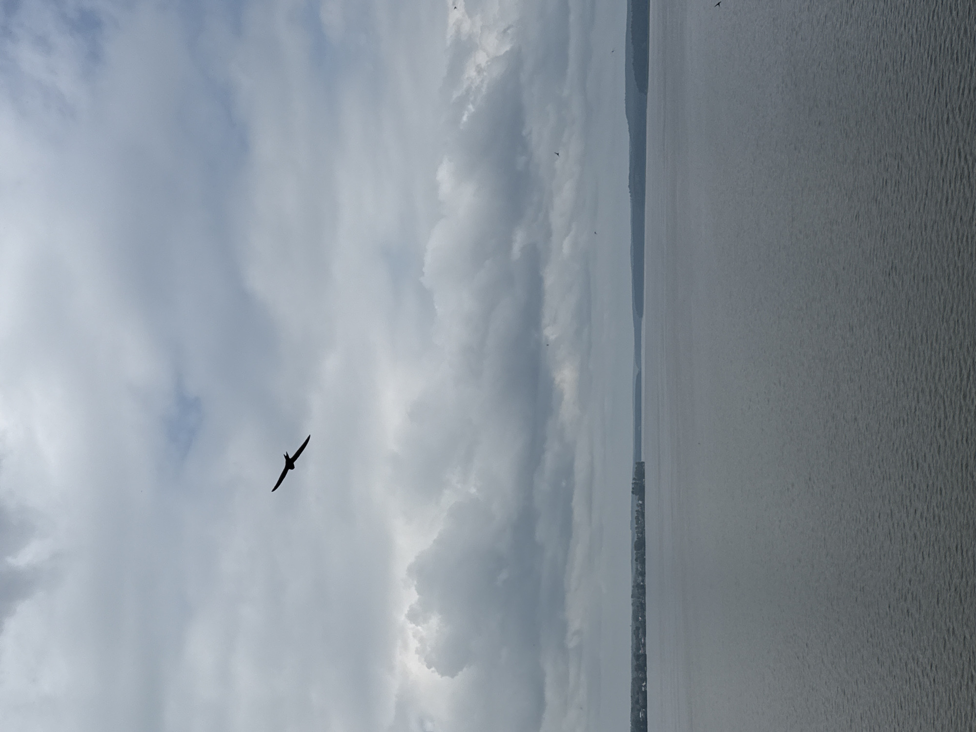 This is a vertical, full-shot photograph taken from an elevated viewpoint looking down towards a body of water and the sky. The water, which appears to be a lake or a wide river, occupies the right two-thirds of the frame, exhibiting a rippled texture and a muted, gray-blue color. The left third of the image is dominated by a cloudy sky.
A single bird, silhouetted against the lighter patches of the sky, is captured in mid-flight, its wings outstretched. The bird appears to be a swallow or swift, given its shape. Several other smaller, less distinct dark specks, likely other birds, are scattered throughout the sky.
Along the far left edge of the water, a thin, dark strip of land is visible, suggesting a distant shoreline with a faint outline of trees or buildings. The overall mood of the image is serene and somewhat somber, likely due to the overcast sky and muted color palette. The time of day appears to be daytime, but the cloudy conditions suggest it might be overcast or nearing dusk. There is no visible text in the image. The location context is Votkinsk, Russia.