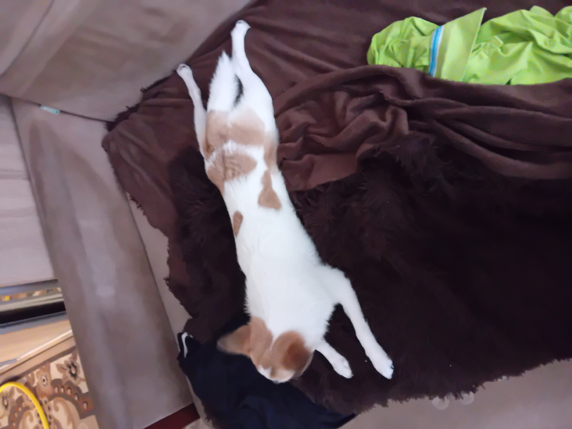 A long-haired dog, predominantly white with brown patches, is lying on a brown furry blanket and a brown blanket on a couch. The dog's body is stretched out, with its hind legs extended behind it and its front paws positioned forward. To the left of the dog, a black garment is visible. In the lower right corner of the image, a folded bright green garment with blue and white stripes is present. The background shows a portion of a couch and a patterned rug. The scene appears to be indoors, likely in a residential setting. The specific location in the city of Chuhuiv, Ukraine, cannot be determined from the visual information provided.