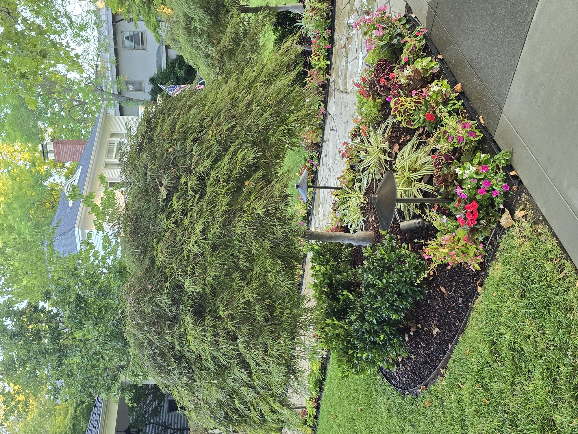 The image depicts a well-maintained garden area adjacent to a paved walkway. A prominent weeping Japanese maple tree with lush green foliage dominates the central portion of the frame. Beneath the maple tree, a dense arrangement of smaller green shrubs is visible. The garden bed itself is filled with a variety of colorful flowering plants, including red, pink, and white impatiens, as well as plants with variegated leaves, such as coleus. Two low-profile landscape lights are strategically placed within the garden bed. The walkway is constructed from irregular stone pavers. To the left of the garden, a neatly manicured lawn is present. In the background, the side of a white house with a covered porch and a red brick chimney can be seen, as well as another house with grey siding. An American flag is also visible in the background. The overall scene suggests a residential setting in a suburban or urban environment, likely during daylight hours with overcast or late afternoon lighting.