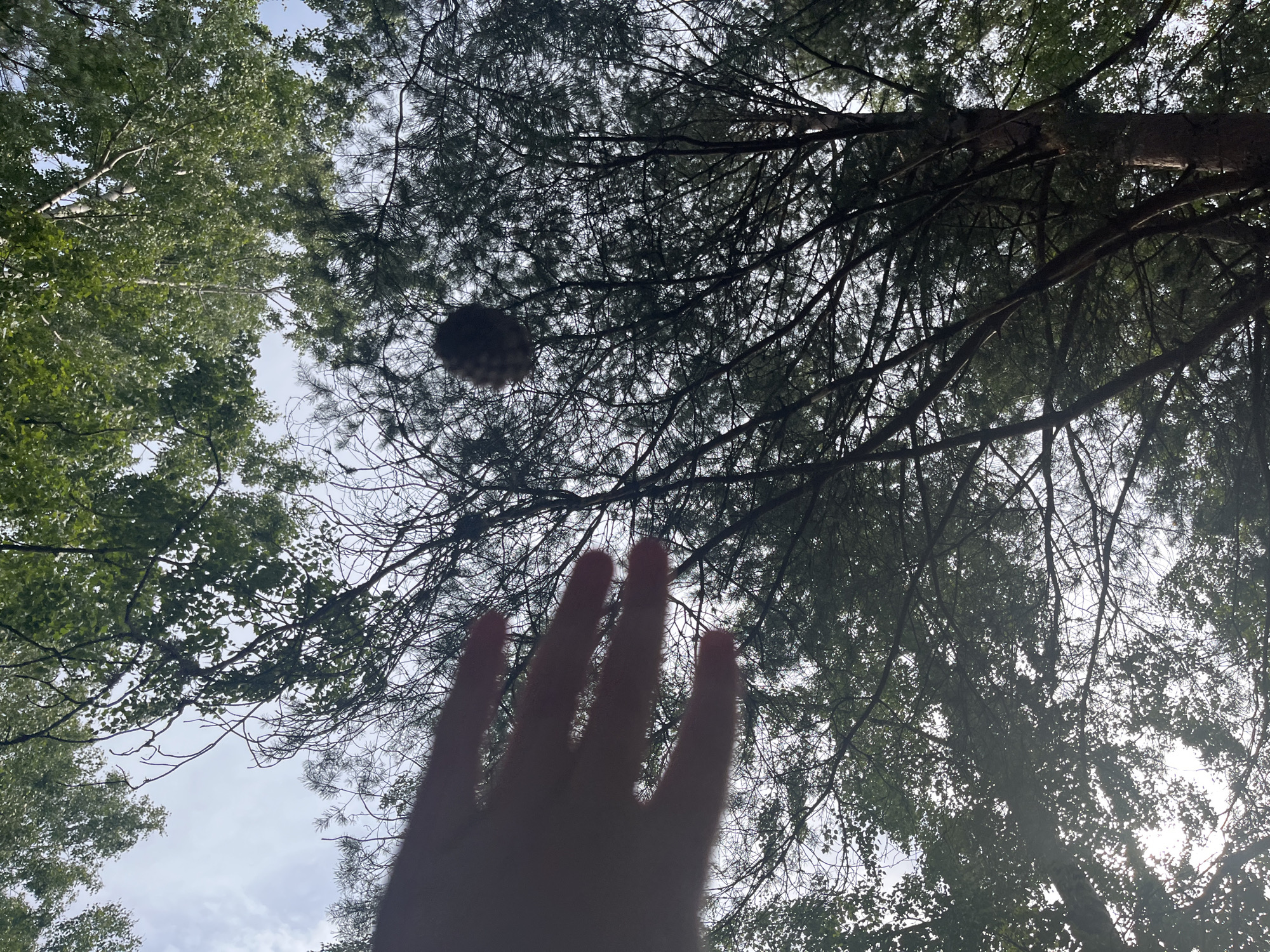 This is a low-angle outdoor shot looking up through trees towards a cloudy sky. In the foreground, a blurred, pink-tinted human hand is visible in the lower left quadrant. Further back, a dark, fuzzy object, possibly a bird's nest or a large seed pod, hangs from a tree branch in the upper center. The surrounding trees are a mix of deciduous and coniferous species, with lush green leaves and darker pine needles. The overall lighting suggests daylight, with some sunlight filtering through the canopy, creating a dappled effect. The image does not contain any information about the specific location in Pillapalu, Estonia.
