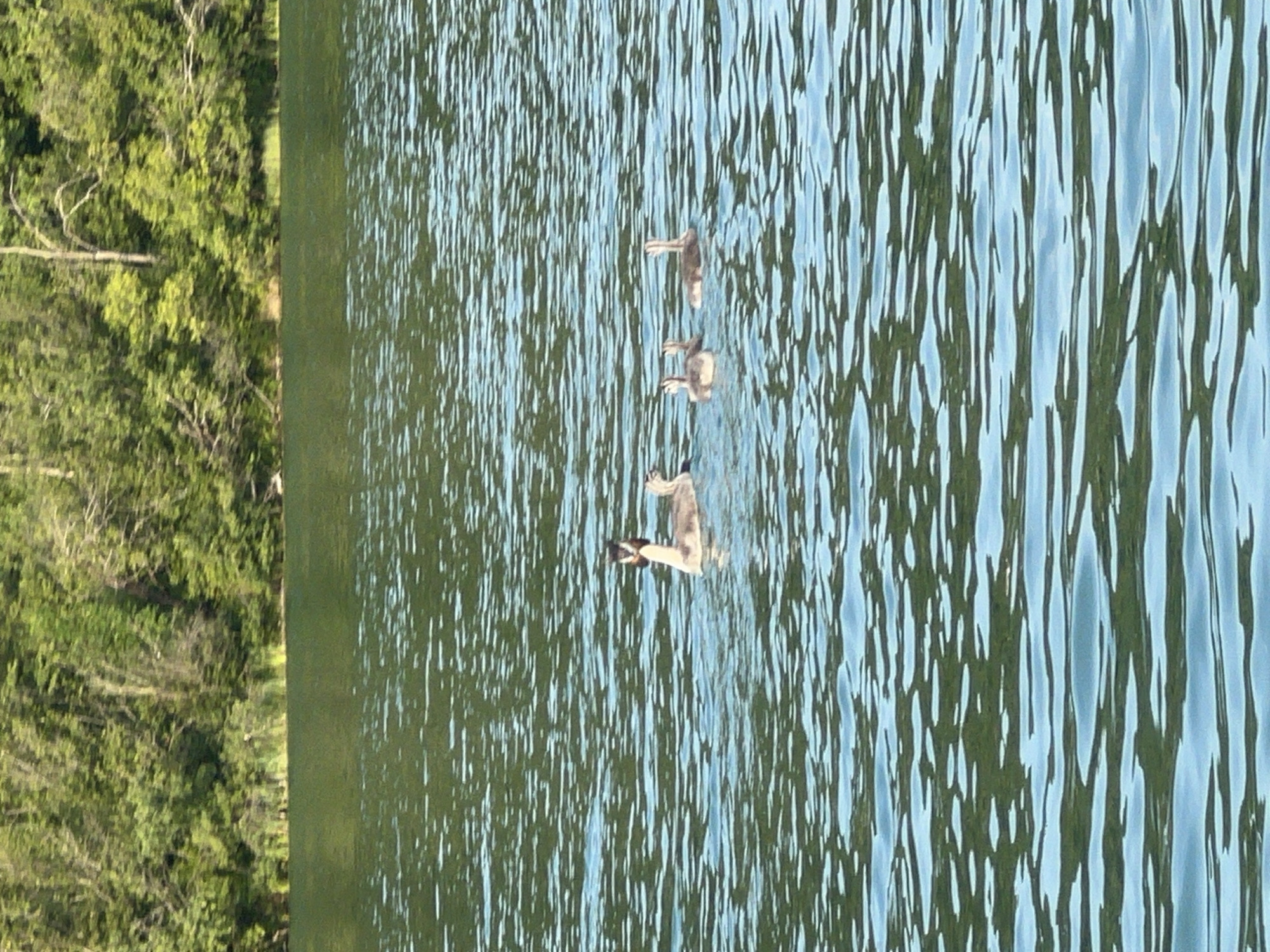 A family of grebes, an adult and four chicks, swims on a calm body of water. The adult grebe, on the left, has a distinctive black and white head crest. The chicks are smaller and have striped patterns on their heads and necks. The water reflects the green foliage of trees that line the shore in the background. The scene suggests a peaceful natural environment. The image does not contain any identifying features that would allow for pinpointing a specific location within Vilnius, Lithuania.