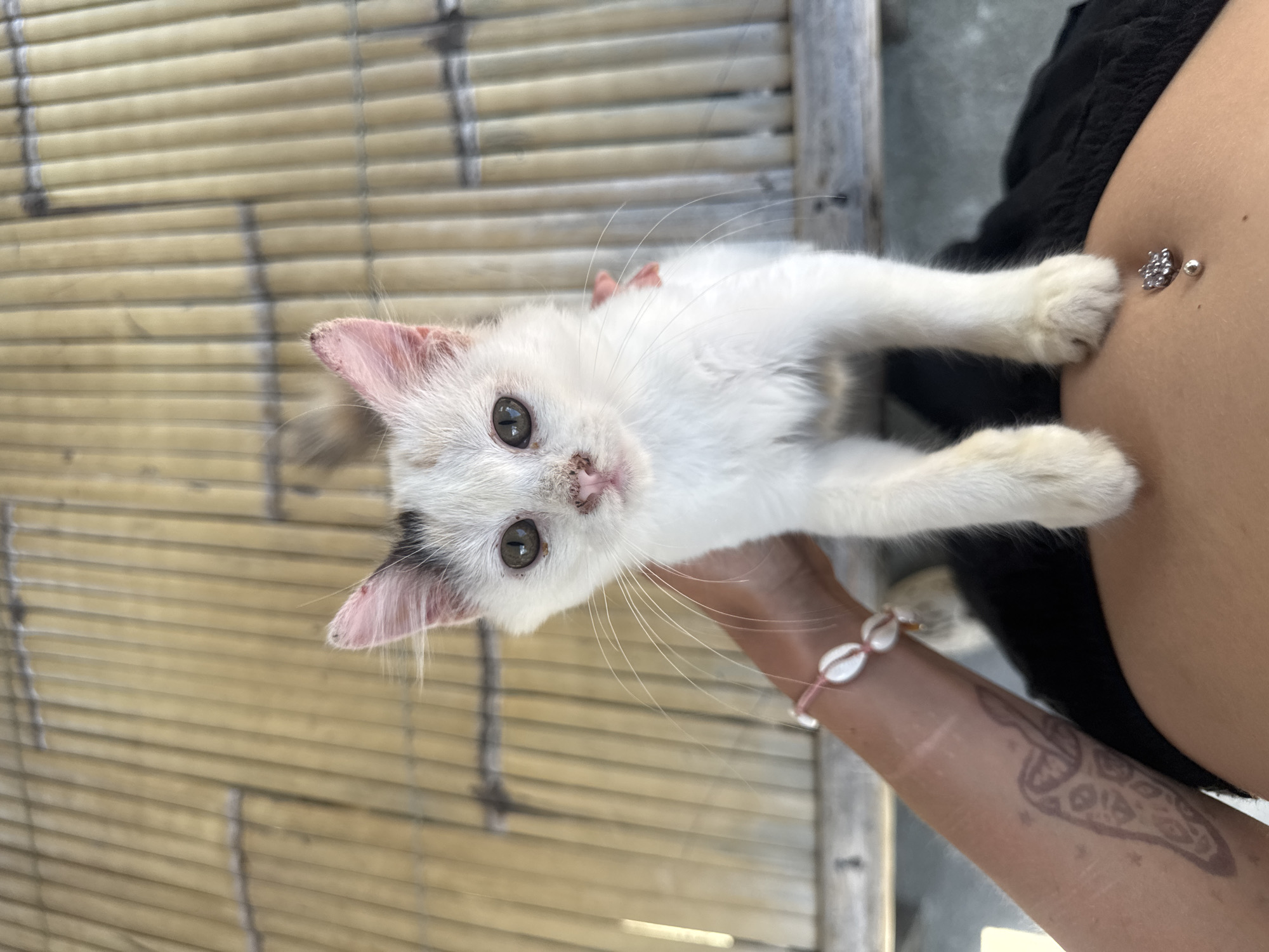 In Kertasari, Indonesia, a white kitten with black markings on its head and pink ears is held by a person. The kitten's fur is slightly matted, and it has visible whiskers and a pink nose with some discoloration. Its eyes are open and looking towards the camera. The person's arm, visible on the left, has a tattoo of a pizza slice and is adorned with a bracelet made of white shells and pink string. The person is wearing a black garment, and a belly button piercing is visible on their stomach. The background consists of a woven bamboo wall, suggesting an outdoor or semi-outdoor setting. The lighting appears to be natural daylight.