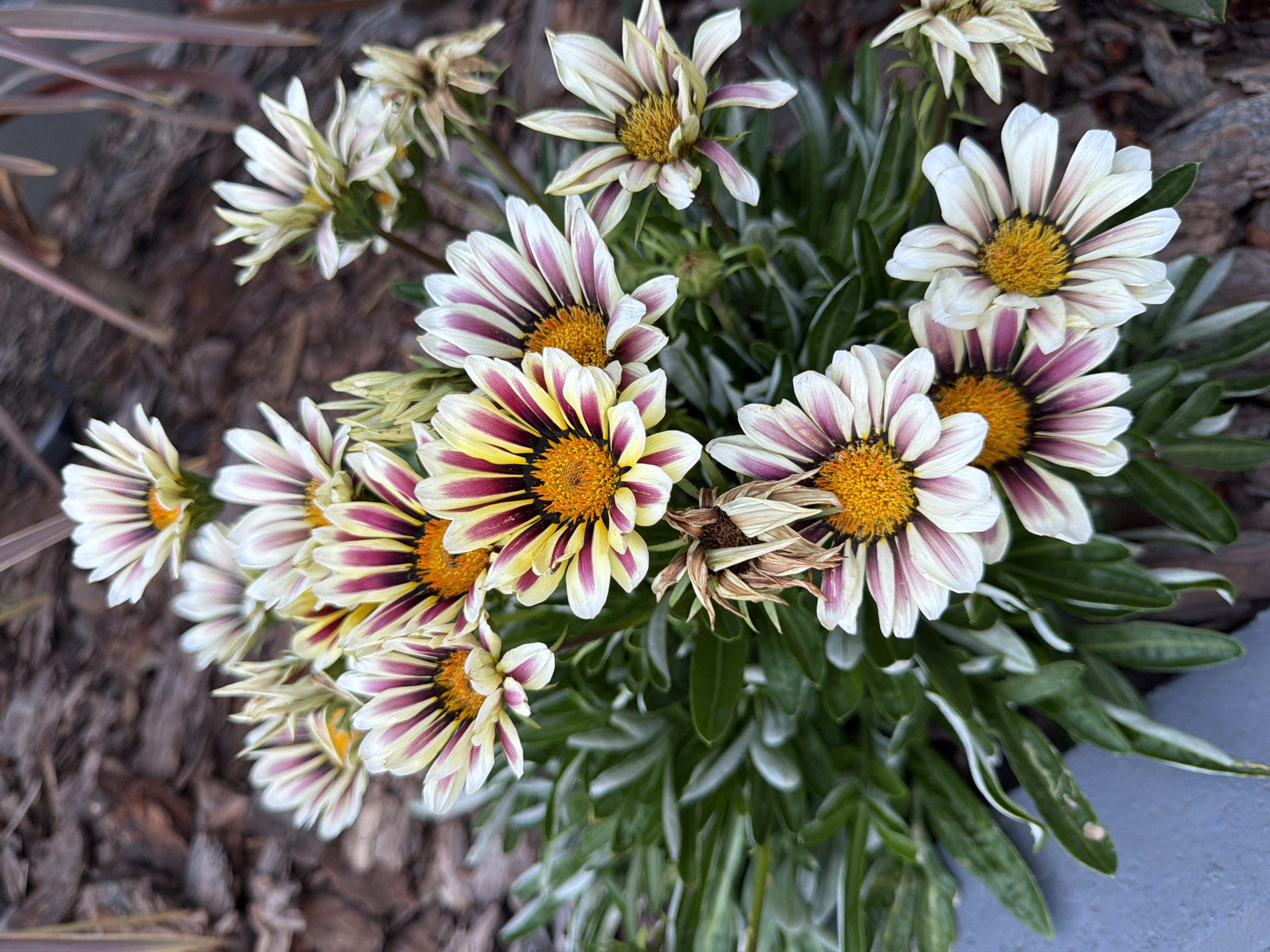 A close-up, eye-level shot shows a cluster of gazania flowers in bloom, set against a background of dark mulch and some blurred foliage. The flowers are predominantly white with vibrant yellow centers and striking purple or maroon stripes radiating from the center outwards along the petals. Some of the flowers are fully open, revealing their intricate patterns, while others are partially closed or appear to be wilting. The leaves of the gazania plants are a deep green, some with silvery undersides, and are densely packed beneath the blooms. The mulch is composed of dark brown wood chips, providing a textured and earthy contrast to the colorful flowers. A hint of a dull gray concrete surface is visible in the lower left corner of the frame. The overall lighting suggests it may be daytime, with diffused light illuminating the scene. There are no people or animals present. The location of this scene within Sirius, Russia, is not discernible from the visual information provided.