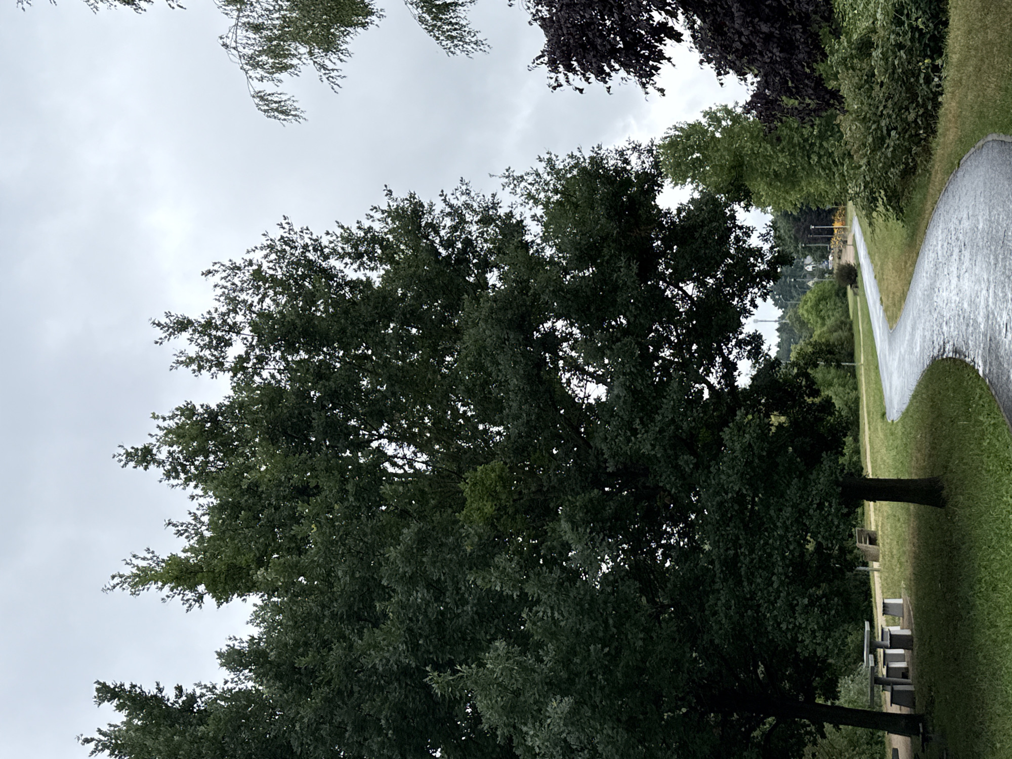 The image depicts a park scene on an overcast day. In the foreground, a paved path curves to the right, appearing wet, possibly from recent rain. To the left of the path, there is a picnic table with benches under a large, dark green deciduous tree. Behind the picnic area, more trees and a park bench are visible. Further in the background, more trees line the path, and a distant cityscape with some buildings and infrastructure can be seen. The sky is a uniform grey. This scene is located in Jasne Błonia Park in Szczecin, Poland. There are no people or animals visible in the image.