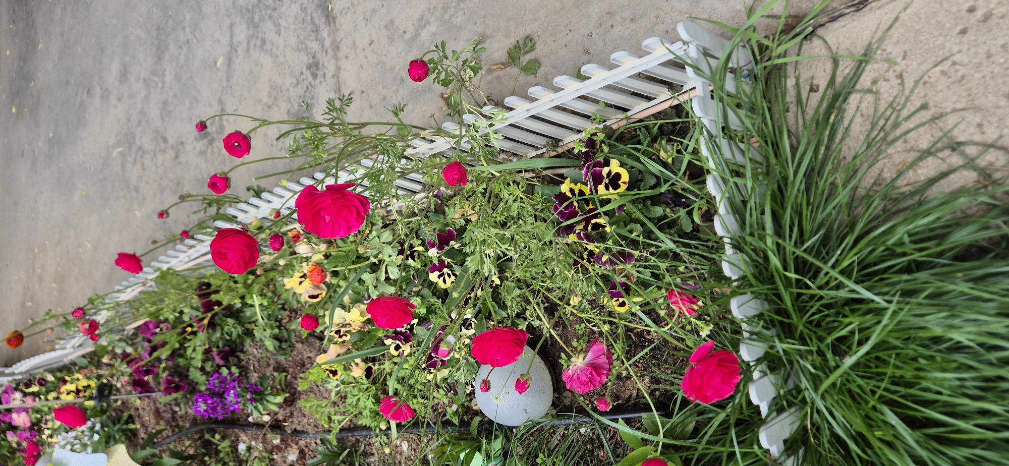 Here is a detailed description of the image:
**Scene:**
The image shows a close-up, slightly angled view of a flower bed. The bed is defined by a short, white picket fence along two sides.
**Subjects and Objects:**
* **Flowers:** The flower bed contains a variety of flowers, including:
* Vibrant red flowers with prominent stems.
* Pansies with a mix of yellow and dark purple/black petals.
* Some purple and white flowers.
* **Grasses:** A patch of green grass is located near the fence.
* **Other Vegetation:** The bed is filled with various green plants and foliage.
* **Garden Decor:** A round, gray object sits near the base of the plants in the center of the bed.
**Environment:**
* **Ground:** The flower bed is situated on soil or ground.
* **Surface:** The background features a gray, concrete surface.
**Overall:** The image captures a colorful and well-maintained flower bed with a mix of different flowers and greenery. The white picket fence adds a decorative element.