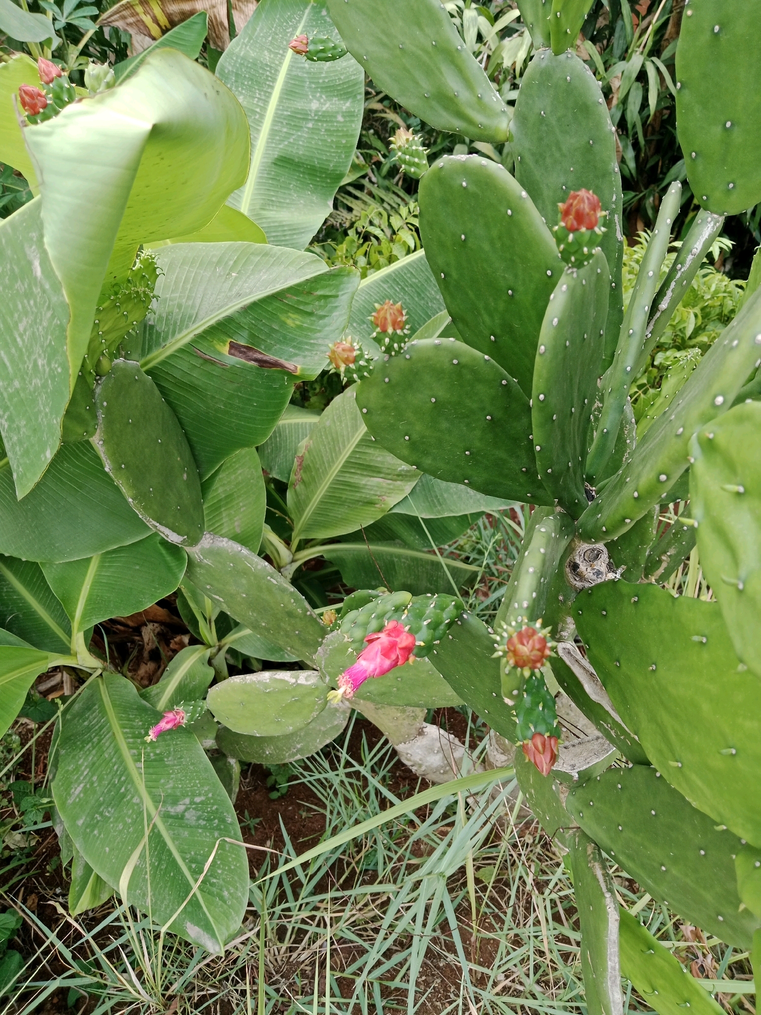 This is an eye-level medium shot of a prickly pear cactus with several flat, green pads and some buds, some of which are developing into pink flowers. The cactus is located outdoors in a natural environment with lush green foliage, including large banana leaves, and dry grass on the ground. The lighting suggests it is daytime. The image does not contain any people or specific landmarks that would indicate a location within the city of Cianjur, Indonesia.