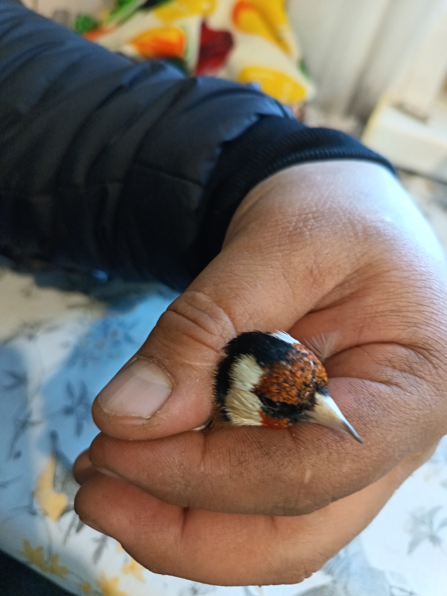 A person's hand holds a small bird with a black, white, and orange head. The person is wearing a black jacket. The background is blurry but shows a tablecloth with a floral pattern. There is no information to suggest the location is Nizhnevartovsk, Russia.