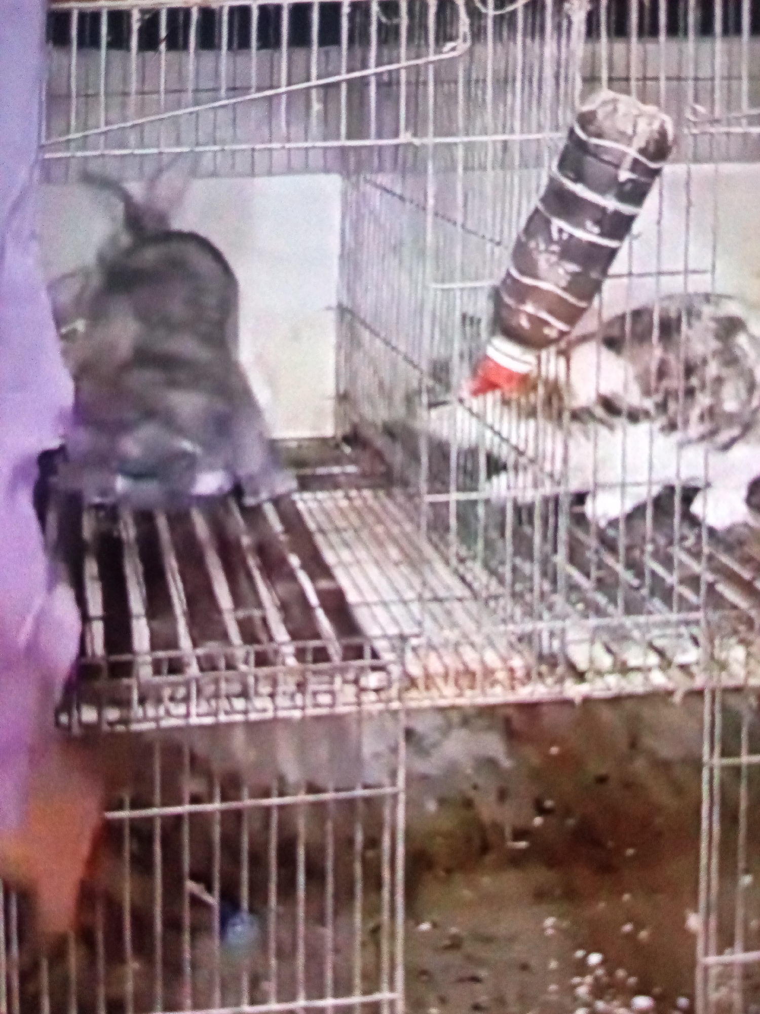 An aerial, slightly blurry, close-up shot shows a person's arm, clad in a purple sleeve, reaching into a cage. The cage, constructed from metal bars, contains several small animals. In the foreground, a dark-colored animal, possibly a rabbit or guinea pig, is visible on a metal grate floor, its hindquarters turned towards the viewer. To the right, another animal with mottled fur lies on the floor, partially obscured by the cage bars and a water bottle. The water bottle, a dark plastic container with white stripes, hangs from the cage ceiling. The environment appears to be an indoor setting, possibly a pet shop or animal shelter, given the presence of cages and the limited lighting. The image is a still frame from a video, indicated by the slightly pixelated quality. The location in Cihanjuang, Indonesia, suggests this scene might be related to local animal trade or welfare practices.