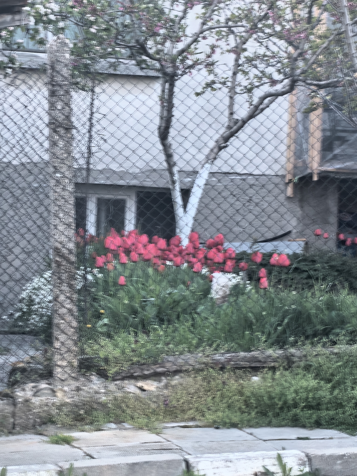 The image depicts a flower bed in front of a building, partially obscured by a chain-link fence. A tree with bare branches and white paint on its lower trunk is centrally located. The flower bed contains a dense collection of red tulips and other green foliage. The building's facade is visible behind the flowers and tree. Concrete slabs form a sidewalk or paving in the foreground. The location is Unknown, Unknown.