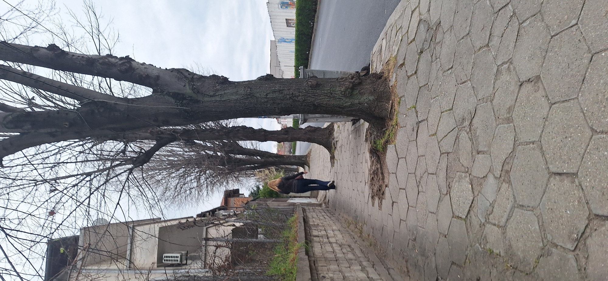 The image depicts an urban scene in what appears to be Blagoevgrad, Bulgaria.
The scene is captured at ground level, along a sidewalk composed of gray, hexagonal pavers. The sidewalk runs alongside a road, with trees lining the side. The trees are mostly bare, with only a few branches. The bark is thick and textured, indicating maturity.
A blonde woman wearing a black jacket and blue jeans walks down the sidewalk away from the camera.
A building is visible on the left of the sidewalk, behind a low stone fence. The building is pale gray and appears to be two stories tall. An air conditioning unit is installed on the wall of the building.
On the right side of the road, there is a white building with multiple rectangles on the wall. The sky is overcast with a palette of gray and white.