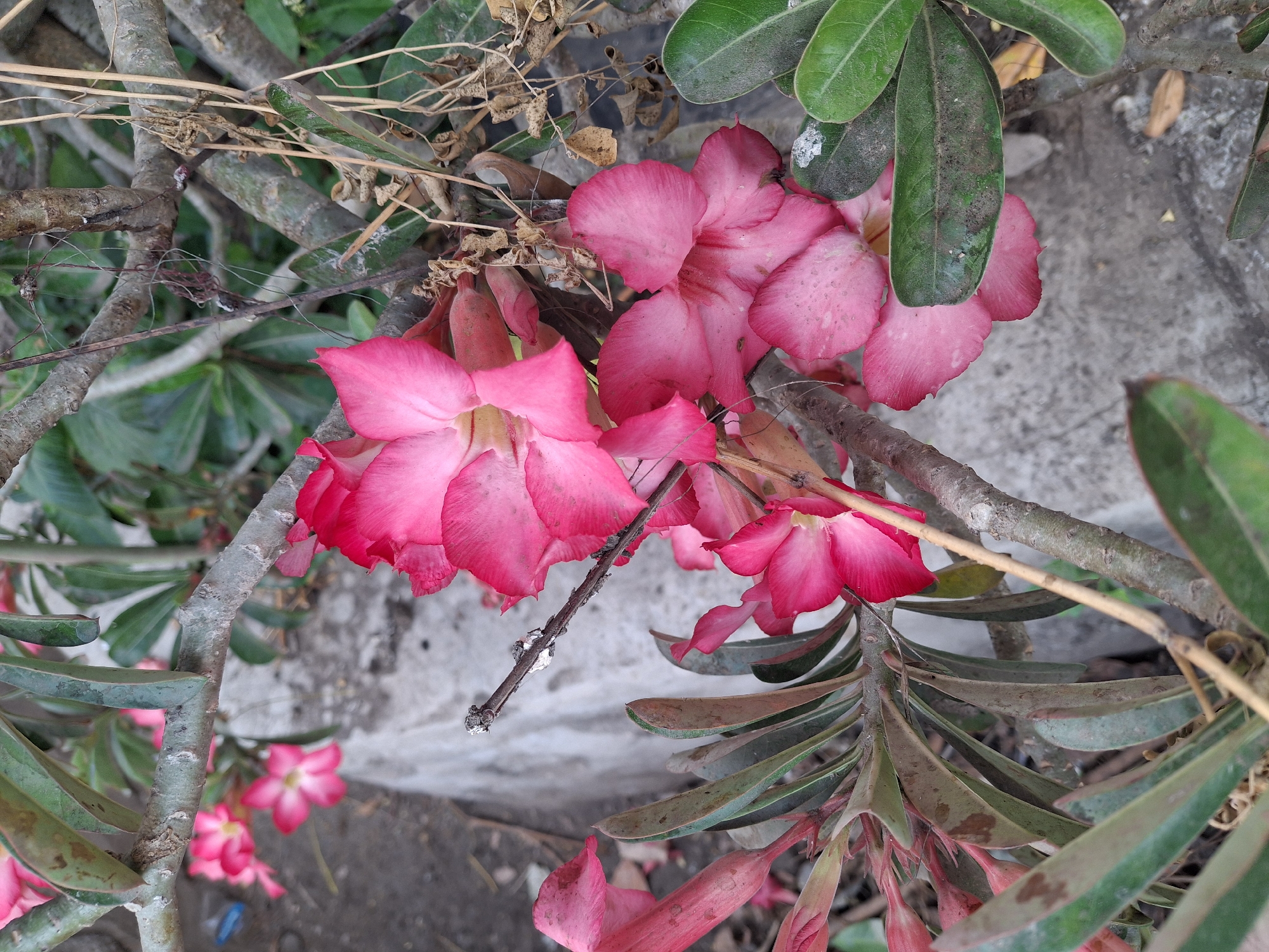The image depicts a close-up view of several bright pink Adenium flowers in bloom. The flowers have delicate, ruffled petals and are clustered on a woody branch of the plant. Some leaves, also a deep green, are visible, some showing signs of slight discoloration. The background is blurred, suggesting an outdoor setting with a rough, concrete-like surface and other vegetation. The overall impression is of a healthy flowering plant. The context of Labruk Kidul, Indonesia is not visually discernible from the image itself.