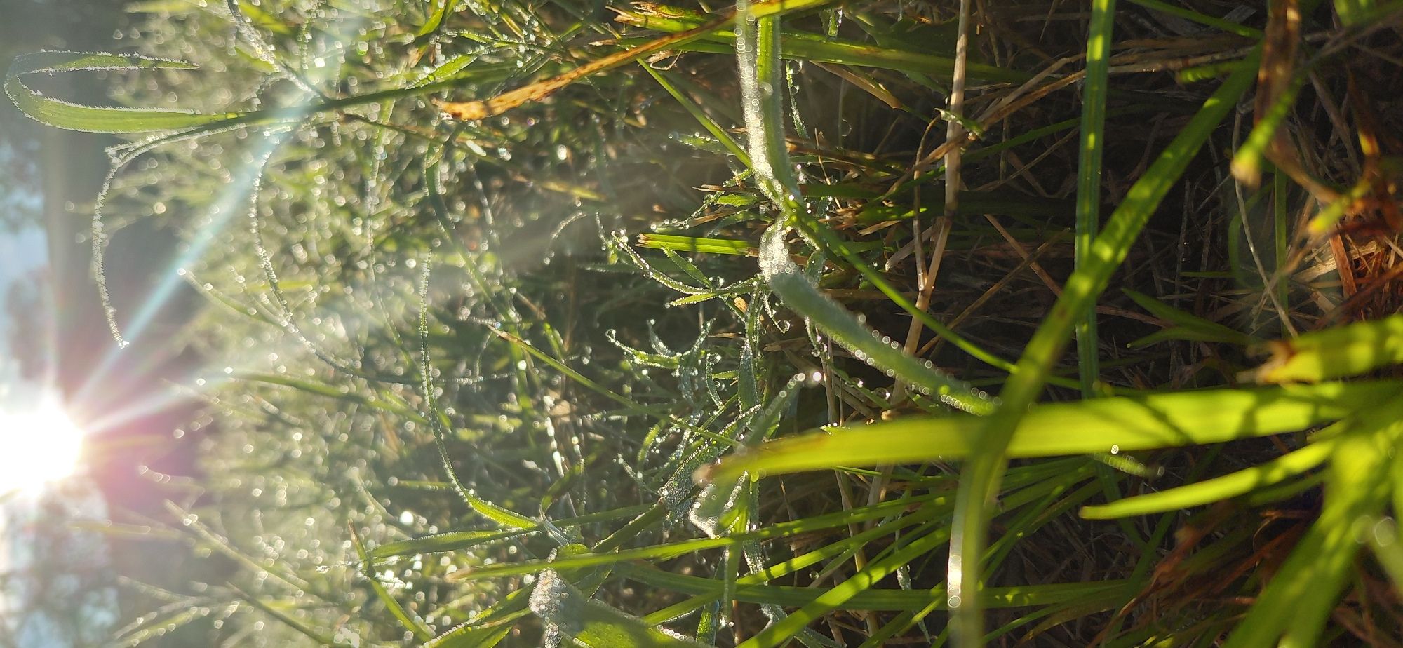 A low-angle, vertical, close-up shot captures dew-covered grass bathed in the bright, sun-drenched morning light. The sun's rays create a lens flare effect, casting a warm glow over the scene and highlighting individual water droplets on the blades of grass. The foreground is dominated by green grass, with some dry, brown blades interspersed. The background is softly blurred, showing more grass and a hint of the sky. The image appears to have been taken outdoors, likely in a park or garden, given the natural elements. The specific location of Encarnación, Paraguay, is not directly inferable from the visual information alone, but suggests a setting where such morning dew conditions are common, perhaps during a humid season. There are no people or animals visible in the frame.