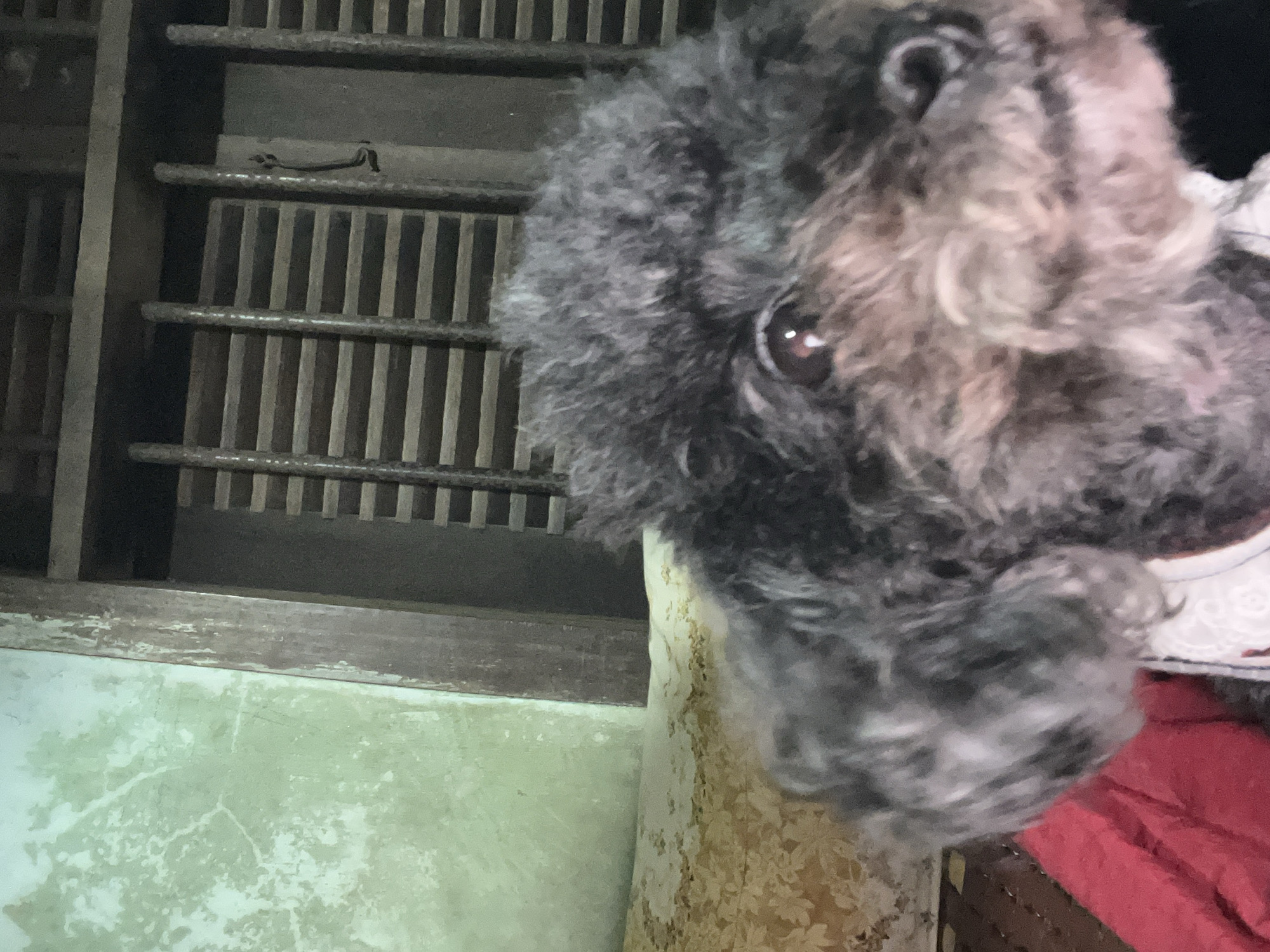 A close-up, slightly tilted view shows a dark-furred dog with visible eyes and nose. The background features a barred window or gate, a section of a wall with peeling paint, and patterned fabric or wallpaper. The location is inferred to be Bình An, Vietnam, based on the prompt.