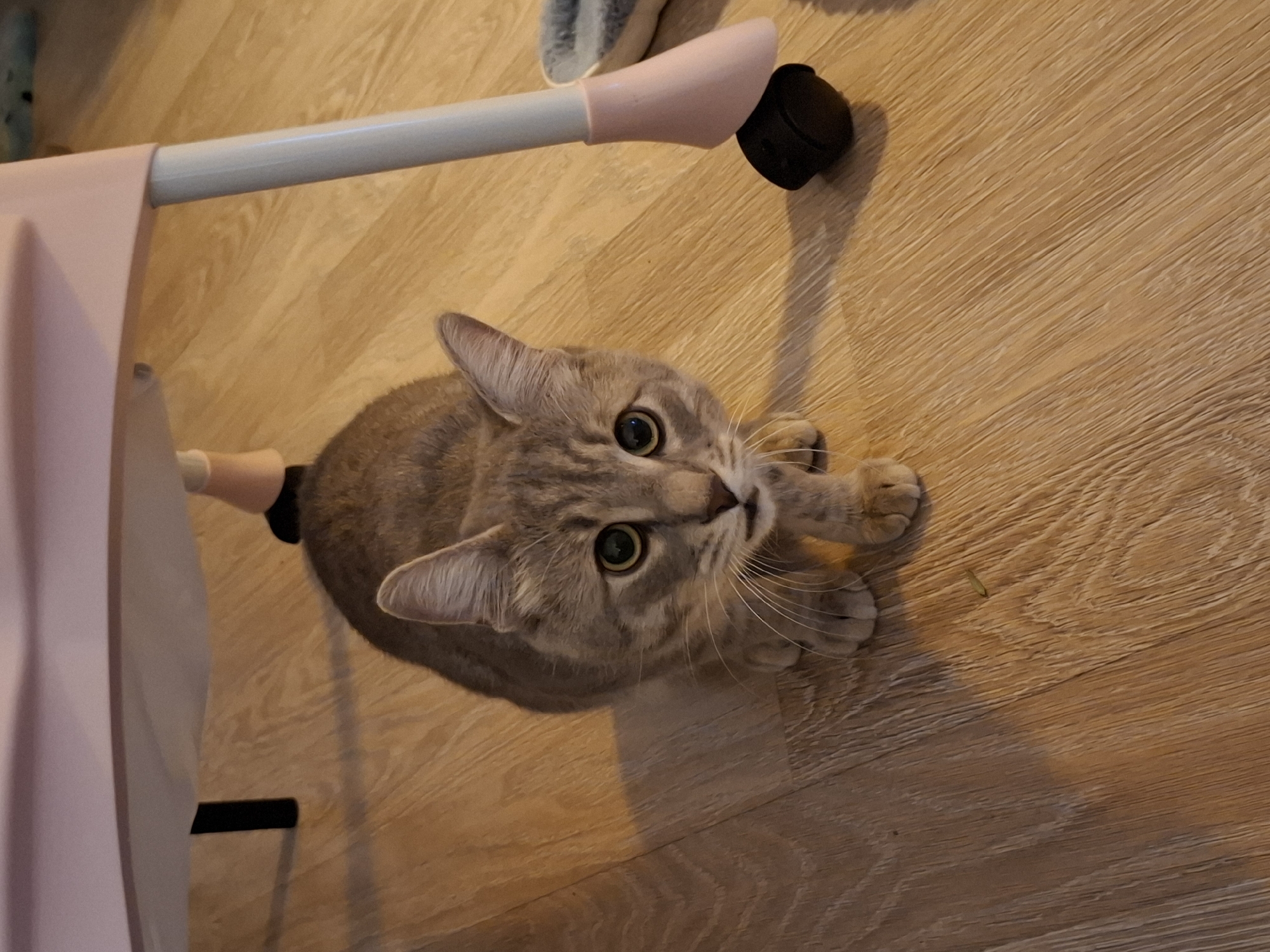 A grey tabby cat is crouched on a wooden floor, looking directly at the camera. The cat's body is mostly in shadow, but its head and front paws are illuminated. The cat is positioned under a light pink object that appears to be part of a piece of furniture, possibly a high chair, with white legs and pink leg covers. A black caster wheel is visible to the right of the cat. The background is a wooden floor with a visible wood grain pattern. The scene is indoors. There are no people visible in the image. The location in Zemun Urban Municipality, Serbia, is not discernible from the image content.