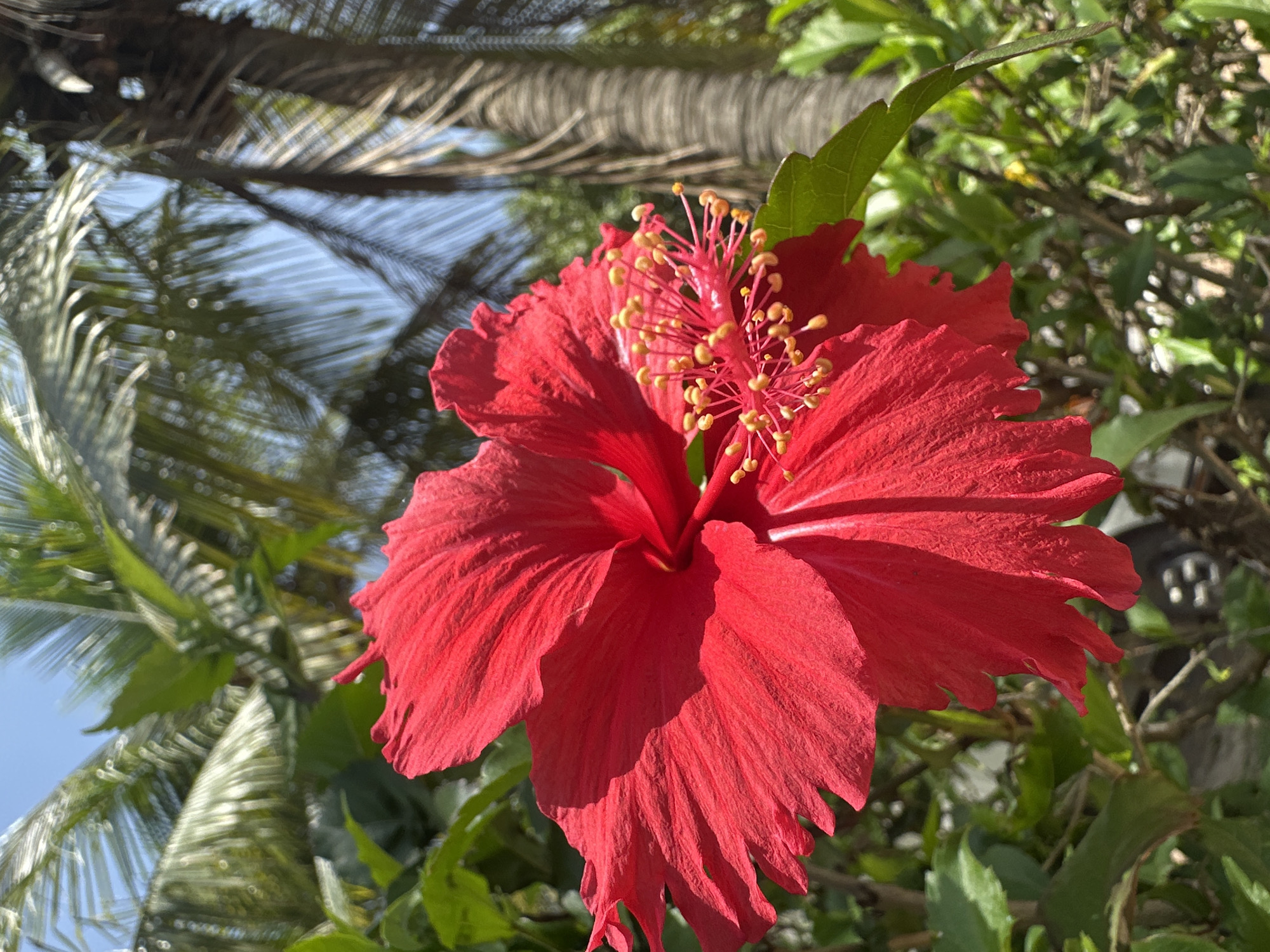 A bright red hibiscus flower is in full bloom, filling the left and center of the frame. The flower's petals are ruffled and textured, with a prominent stamen cluster featuring yellow pollen-tipped anthers. Green foliage surrounds the flower, some of which is in sharp focus while other parts are blurred. In the background, blurred palm fronds and the trunk of a palm tree are visible against a bright blue sky. The scene appears to be an outdoor setting, likely in a tropical or subtropical climate, possibly in or near Juan Mina, Colombia, given the presence of palm trees and abundant greenery. There are no people or animals visible in the image.