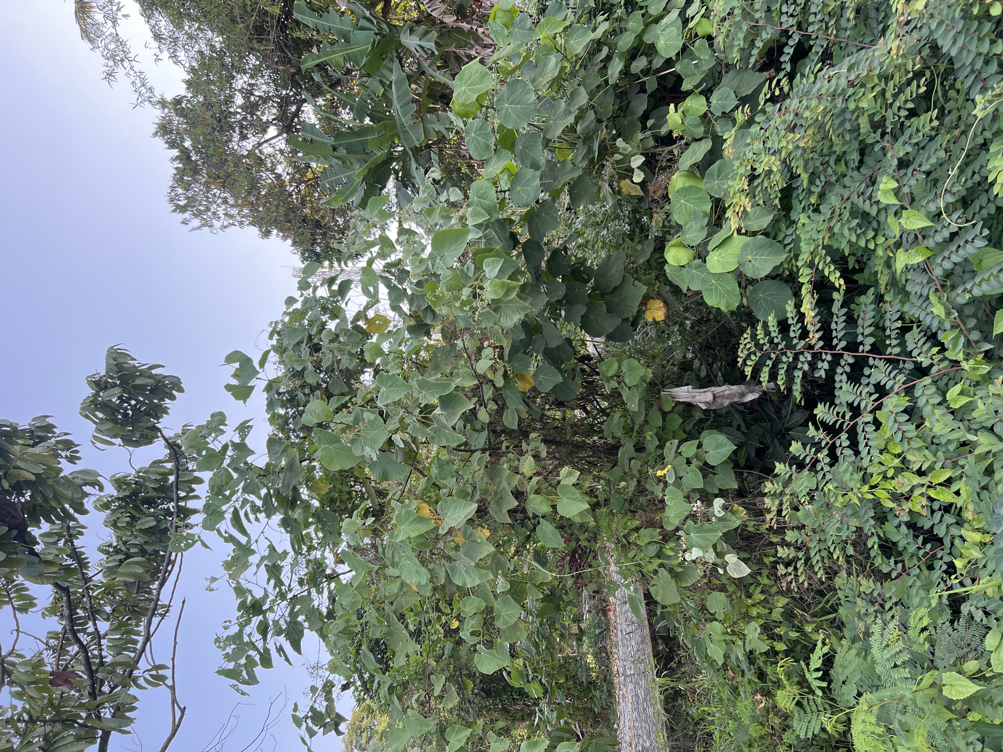 The image depicts a dense, overgrown natural scene with lush green foliage, including trees with large heart-shaped leaves and smaller leafy plants. A piece of grey, tattered fabric is hanging from a branch in the center of the image. In the background, taller trees with banana-like leaves are visible, and the sky is a clear, light blue. The overall impression is one of untamed nature, possibly a roadside or undeveloped area. The scene is consistent with the natural environment found in Tlogoadi, Indonesia, which is characterized by abundant vegetation and a tropical climate.