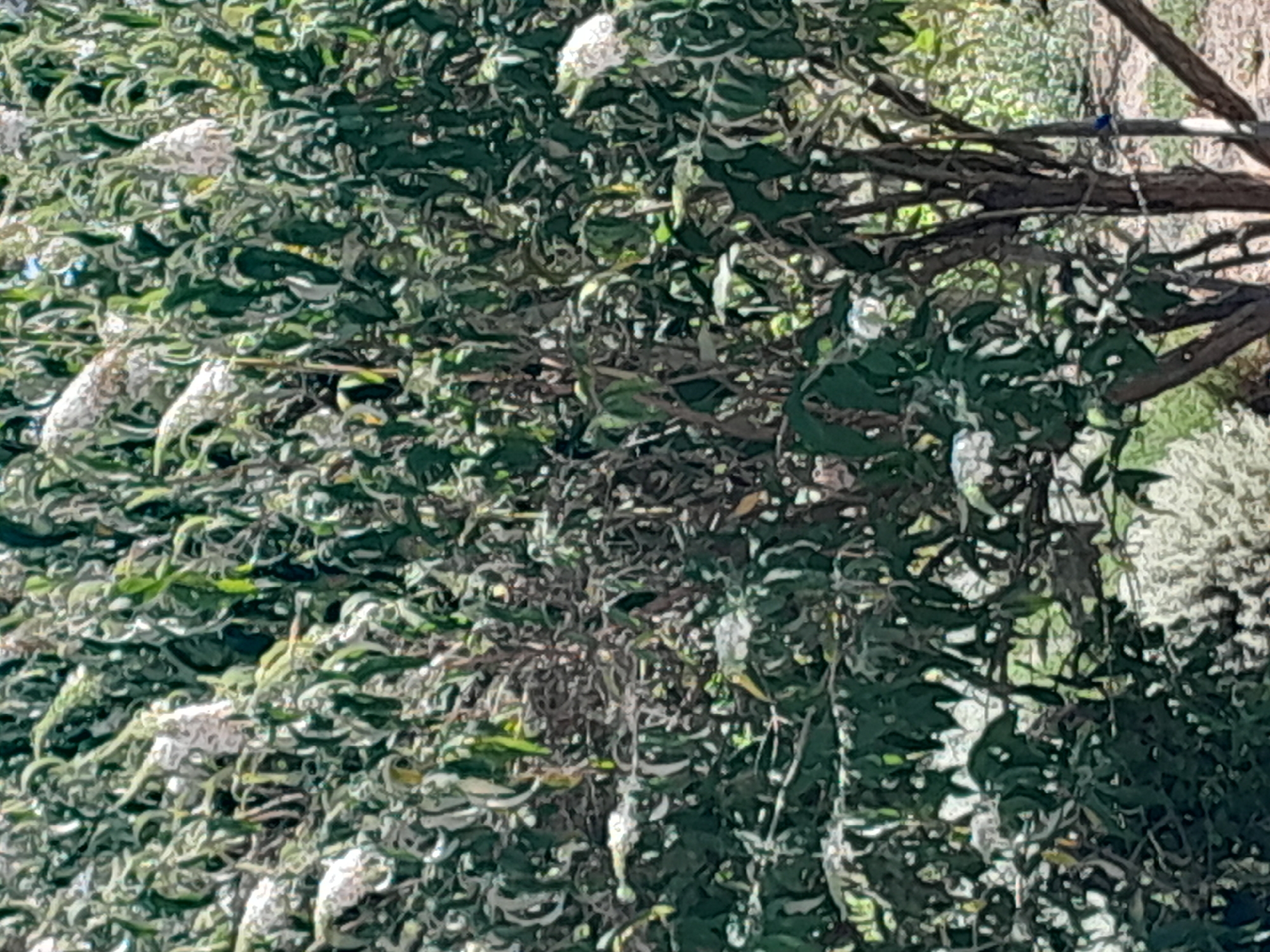 The image shows a dense bush with numerous green leaves and clusters of white flowers. The bush is growing outdoors, with some lighter-colored foliage and the hint of branches visible in the background. A thin, gray wire runs horizontally across the lower portion of the image, and a narrow, dark vertical post is visible on the right side. The overall impression is of a natural setting with some man-made elements. The location is in the city of Illinka, Ukraine.