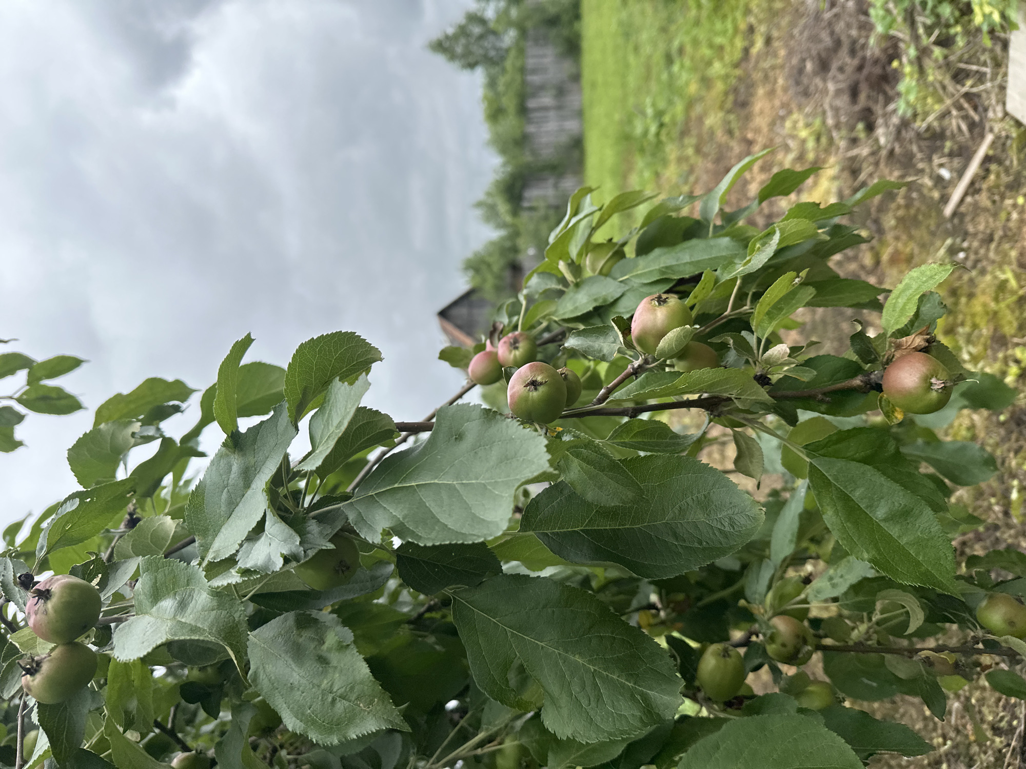 The image shows an apple tree with several unripe green apples on its branches. The tree is in the foreground, with its leaves and fruit taking up a significant portion of the frame. In the background, a wooden fence encloses a grassy field. Beyond the field, a rustic wooden house with a dark roof is visible, suggesting a rural setting. The sky is overcast with heavy gray clouds. The overall scene depicts a natural outdoor environment, likely in a village or countryside setting. The location is identified as Sosnovo, Russia. There are no people or animals present in the image.