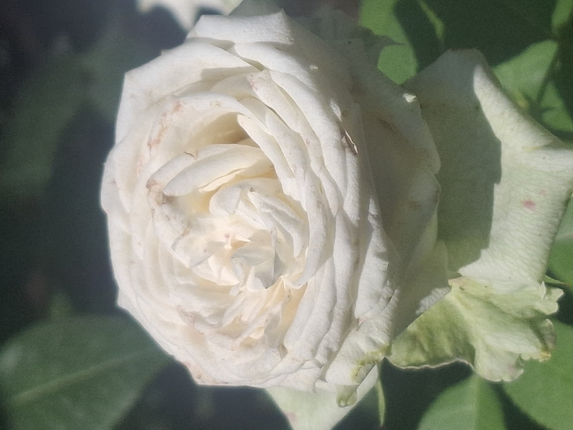 A close-up, eye-level shot focuses on a white rose in bloom, positioned slightly off-center to the right. The rose's petals are densely packed and slightly unfurled, revealing a spiral pattern. Some petals show minor signs of browning or discoloration. The background is softly blurred, with green foliage and darker shadows suggesting an outdoor environment, possibly a garden. The lighting appears to be natural sunlight, casting gentle shadows and highlighting the rose's delicate texture. The image does not contain any people or specific landmarks that would indicate a location within the city of Almaty, Kazakhstan.