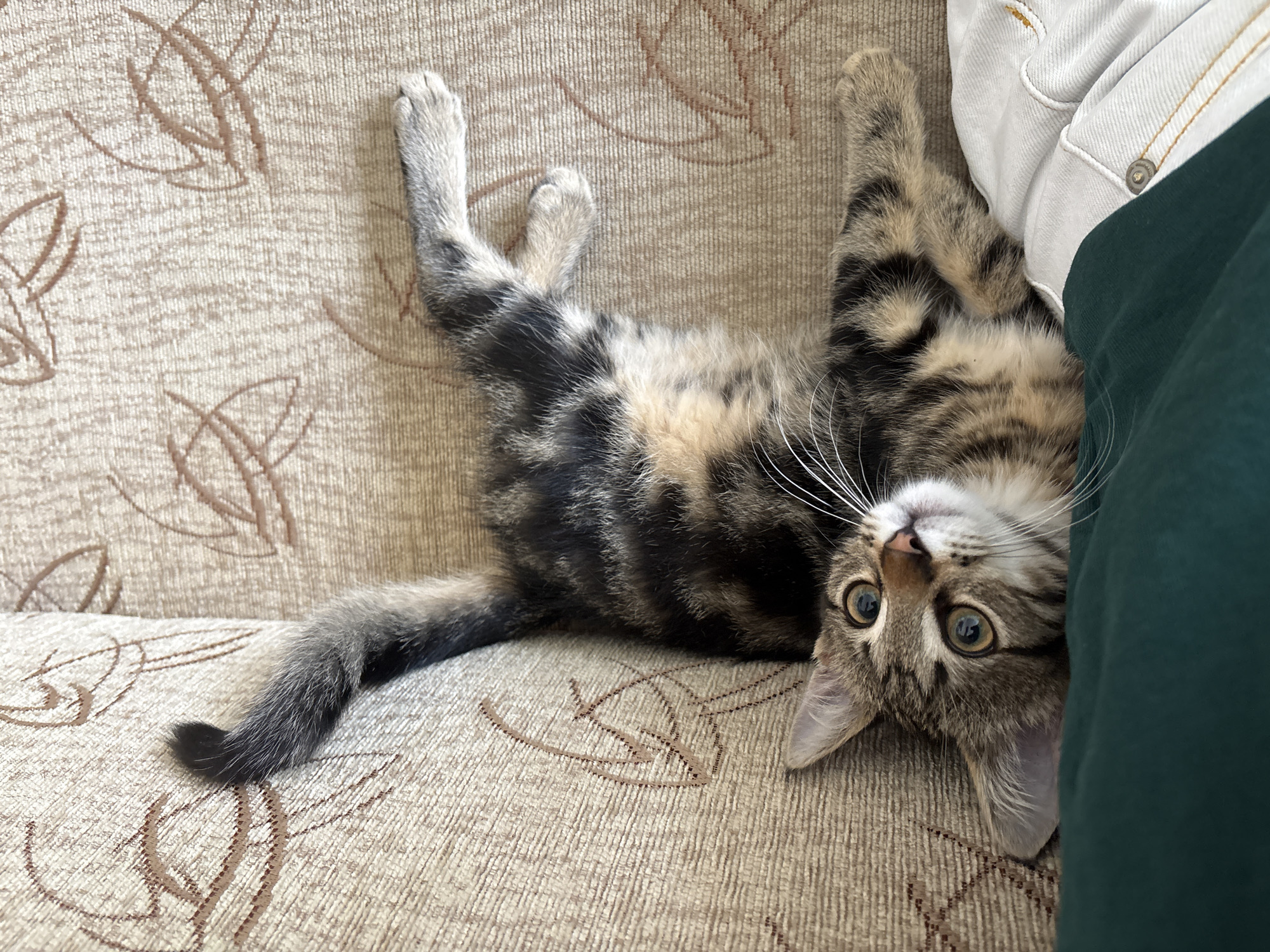 A young tabby kitten is lying on its back on a textured, beige sofa with a subtle leaf-patterned design. The kitten's eyes are wide open and directed upwards, with distinct yellow irises. Its body is sprawled out, with its front paws extended upwards and slightly out to the sides, and its hind legs also outstretched. A dark green blanket or piece of fabric is visible in the foreground, partially obscuring the kitten's lower body. A white denim garment with visible stitching and buttons is positioned to the right, beneath the kitten's hind legs. The overall impression is of a playful or relaxed pose by the animal. This image was taken indoors, likely within a residential setting in Gabrovo, Bulgaria.