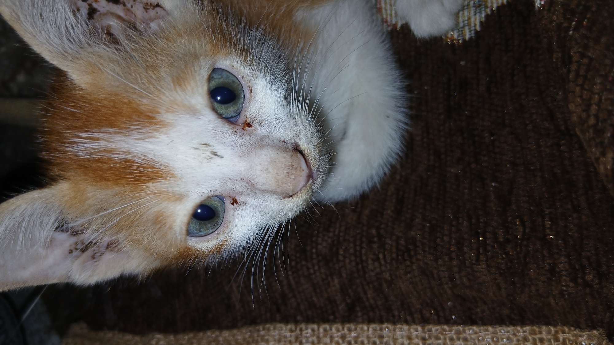 A close-up, eye-level, medium shot captures the face of a young kitten with orange and white fur. The kitten's bright blue eyes are prominent, and its nose appears slightly dirty. The background consists of a textured brown surface, possibly a blanket or rug, with a woven straw-like material visible on the left side. The lighting suggests an indoor environment, possibly in a home in Keudejungkagajah, Indonesia. The kitten is the sole subject and there are no visible people or interactions.