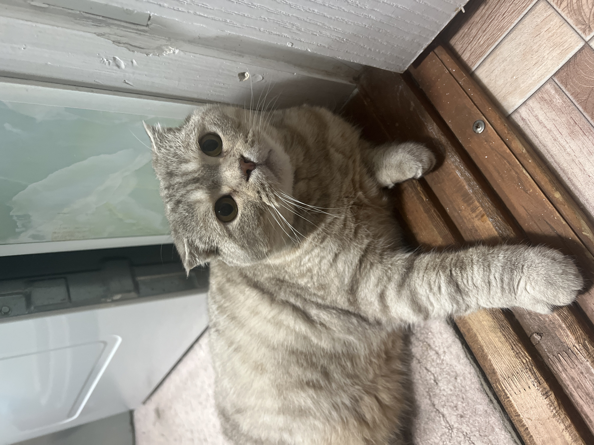 A Scottish Fold cat is lying on a patterned floor. The cat's head is tilted toward the camera. It is near a white wall or appliance and some brown wooden trim. The location of Chaikovsky, Russia, is not evident from the image.