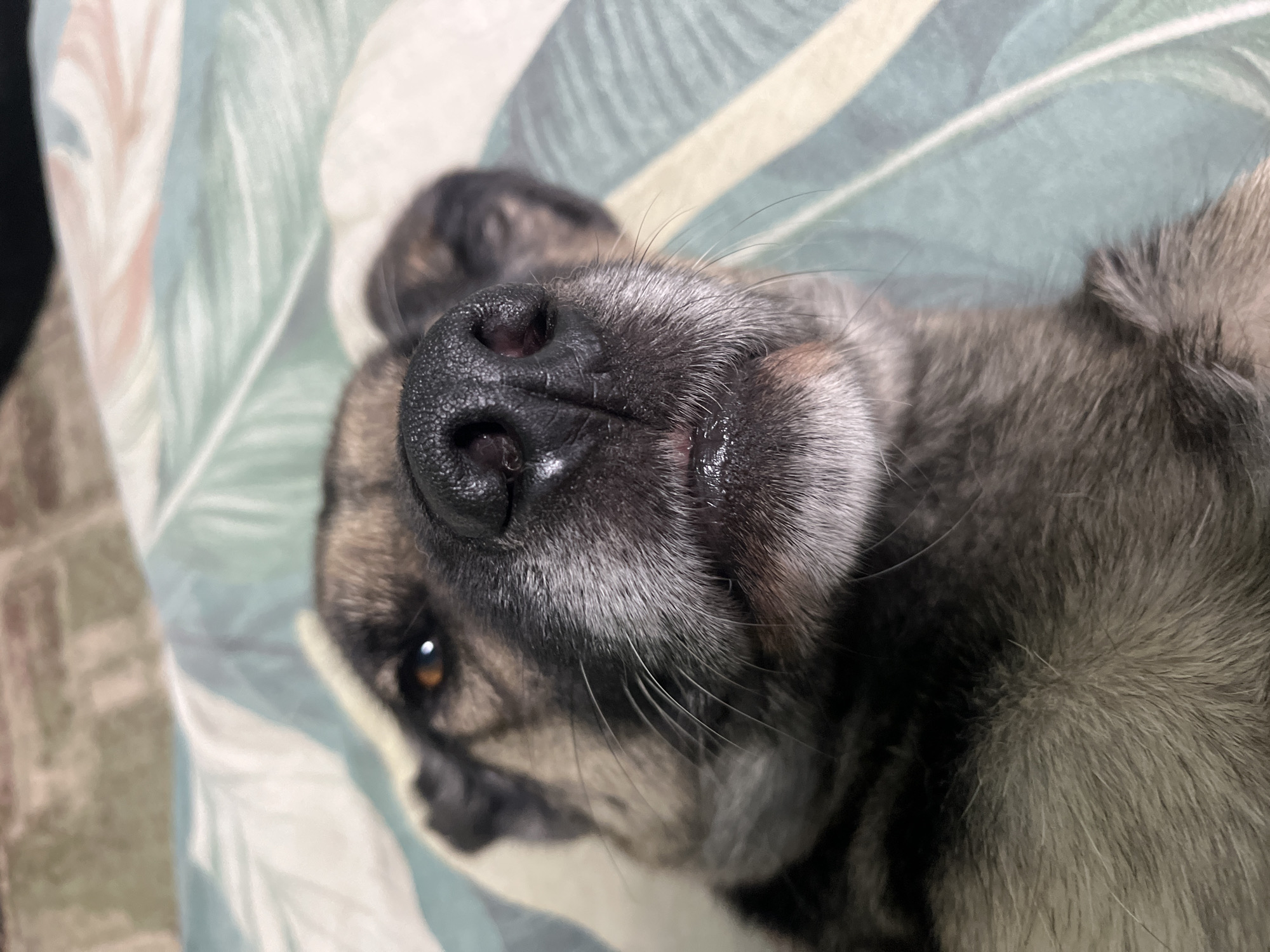 A close-up, eye-level shot captures a dog's face, resting on a patterned surface. The dog appears to be lying on its back, with its head tilted upwards. The focus is on the dog's snout, which is dark and textured, with wetness around the nostrils and a hint of its mouth visible. Its right eye, a warm brown, is open and looking slightly to the left. The dog's fur is a mix of grey and black, with lighter fur around its muzzle. The background is a soft, out-of-focus pattern of light green, beige, and white stripes, suggesting a blanket or fabric. The lighting is soft, creating a relaxed and intimate mood. The image was likely taken indoors, given the lighting and the indoor setting implied by the fabric. There is no visible text in the image.