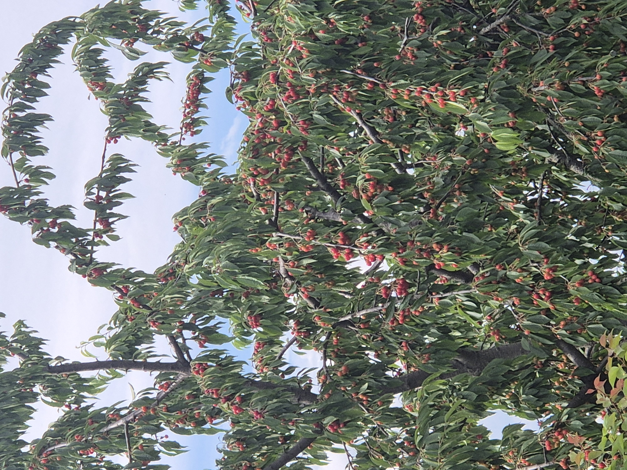 This is a close-up, vertical shot of a cherry tree heavily laden with ripe cherries, taken on a cloudy day. The tree branches, covered in green leaves, are filled with clusters of small, red cherries. The background is a pale blue sky with hints of white clouds. The image appears to be taken in the village of Sozonivka, Ukraine. There are no people or animals visible in the frame. The scene is natural and undisturbed.