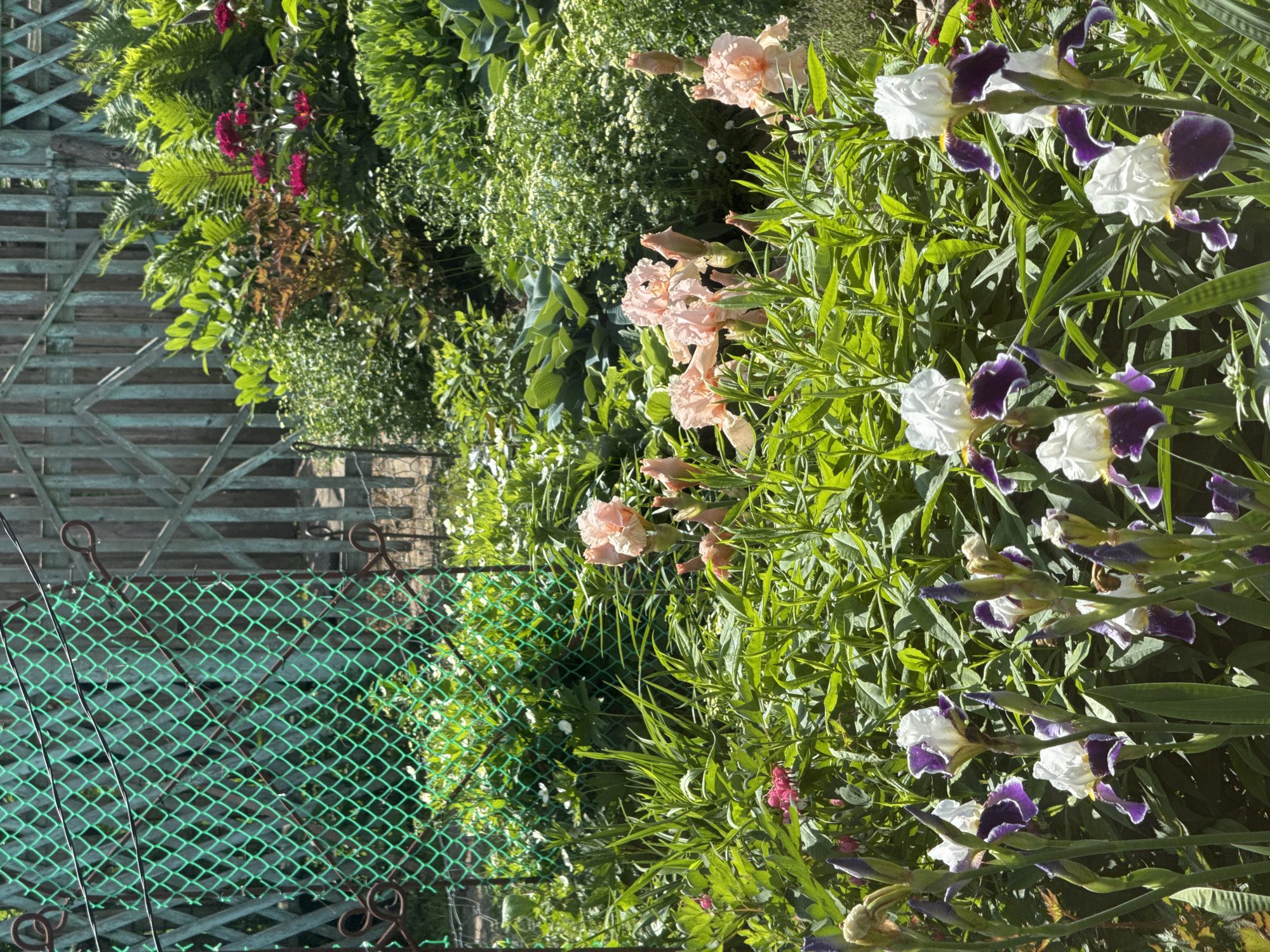 This is a close-up, eye-level outdoor photograph of a flower garden with a fence in the background. The garden is densely planted with various flowers and foliage in varying shades of green, pink, and purple. In the foreground, several irises with white and purple petals are in bloom, along with green stalks and buds. Behind the irises, there are pinkish-peach colored flowers, possibly peonies or roses, also in bloom and in bud. Further back, there are clusters of small white flowers, ferns, and large green hosta leaves. The scene is framed by a weathered, light blue wooden fence with a diamond pattern lattice visible behind a bright green wire mesh fence. The lighting suggests it is a sunny day. The image does not contain any people or animals.