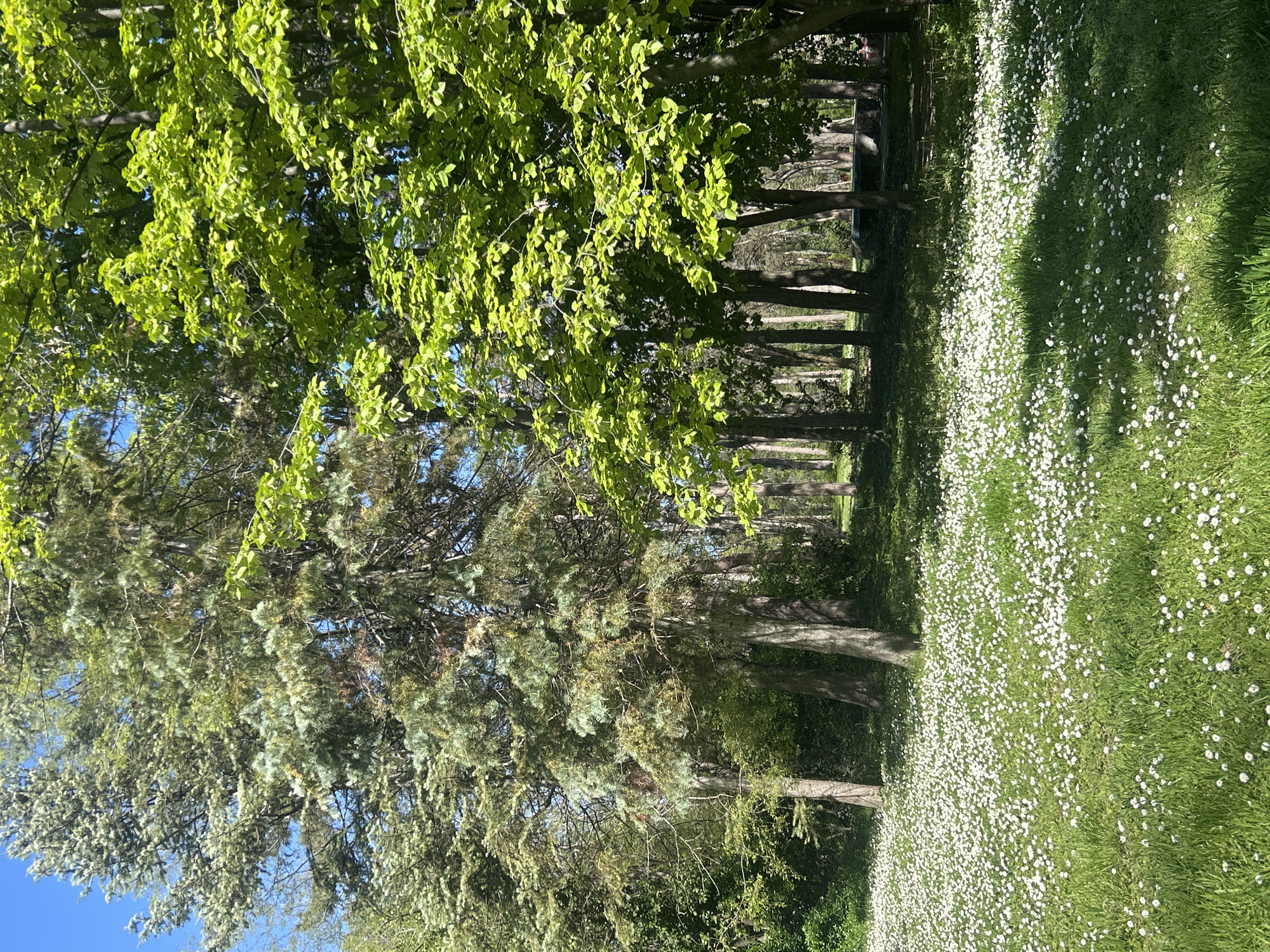 The image depicts a park-like scene in Unknown, Unknown, featuring trees with green foliage, a grassy area covered in small white flowers, and tree trunks aligned in the middle ground. The sky is visible in the upper left corner.