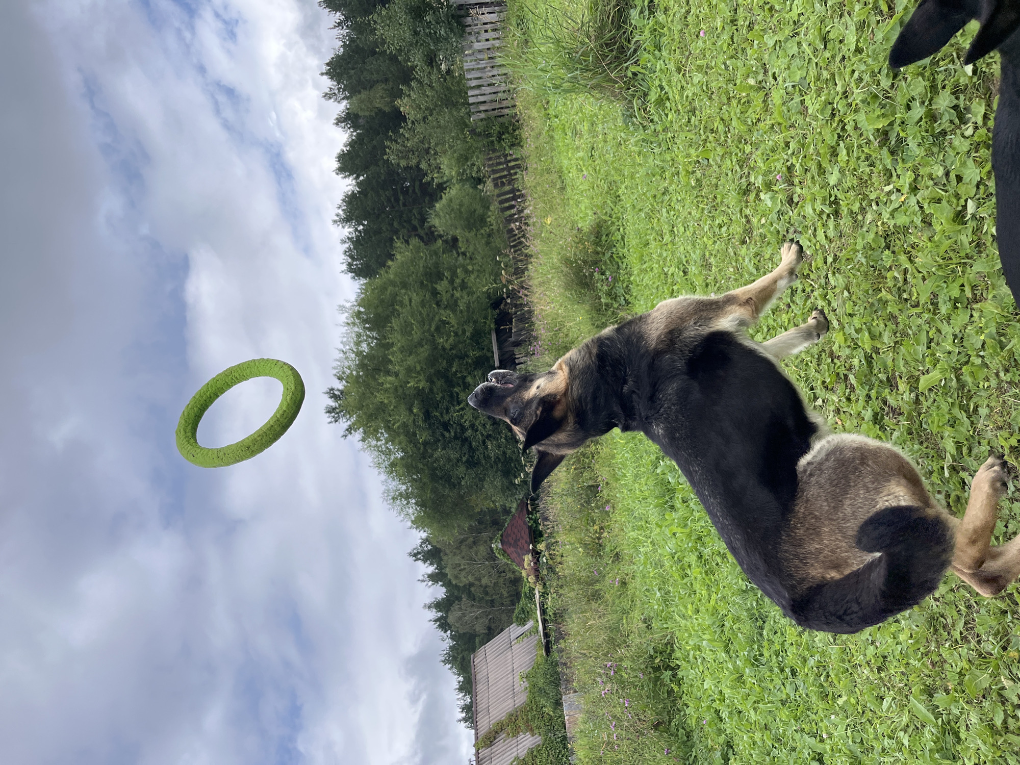 An outdoor, eye-level shot captures a German Shepherd in mid-air, leaping to catch a bright green ring toy suspended in the cloudy sky. The dog's mouth is open, poised to catch the toy. In the background, a rural scene unfolds with a weathered wooden fence, overgrown greenery, and the roofs of several houses. The location is identified as Nizhny Tagil, Russia.