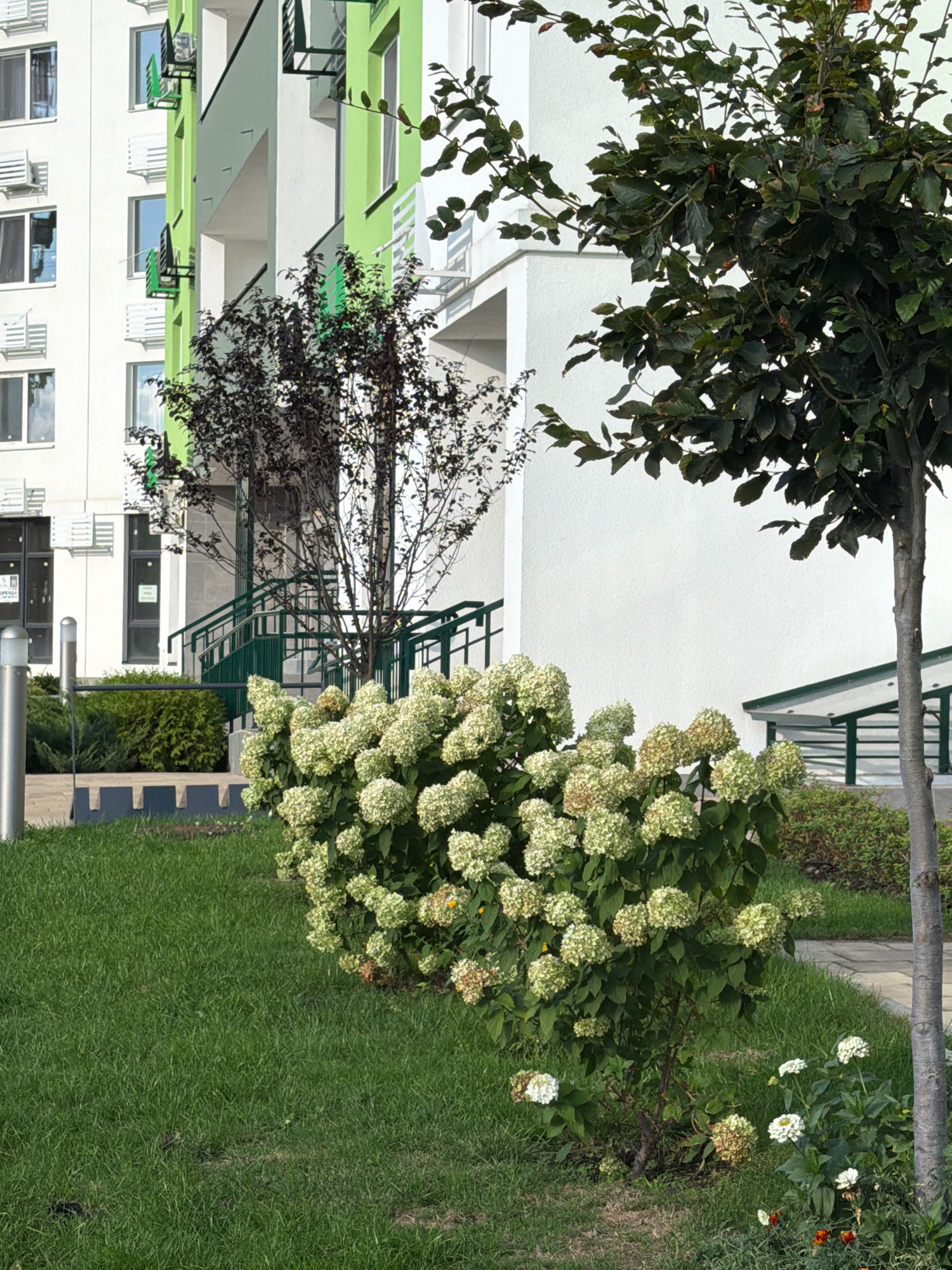 This is a full, eye-level shot of a contemporary apartment building in Kyiv, Ukraine, with a focus on the landscaping in front. The building features a bright green facade with white accents and numerous windows with external air conditioning units. Lush green grass covers the foreground, interspersed with flowering bushes, most notably a large hydrangea bush with numerous white and pale green blooms. A dark-leaved tree with dense foliage stands to the right, its trunk visible. To the left, a smaller dark-leaved tree is partially visible. A paved walkway and stairs with green railings are also present. The scene is an exterior urban setting, likely a residential area, captured during daylight. There are no people visible in the image.