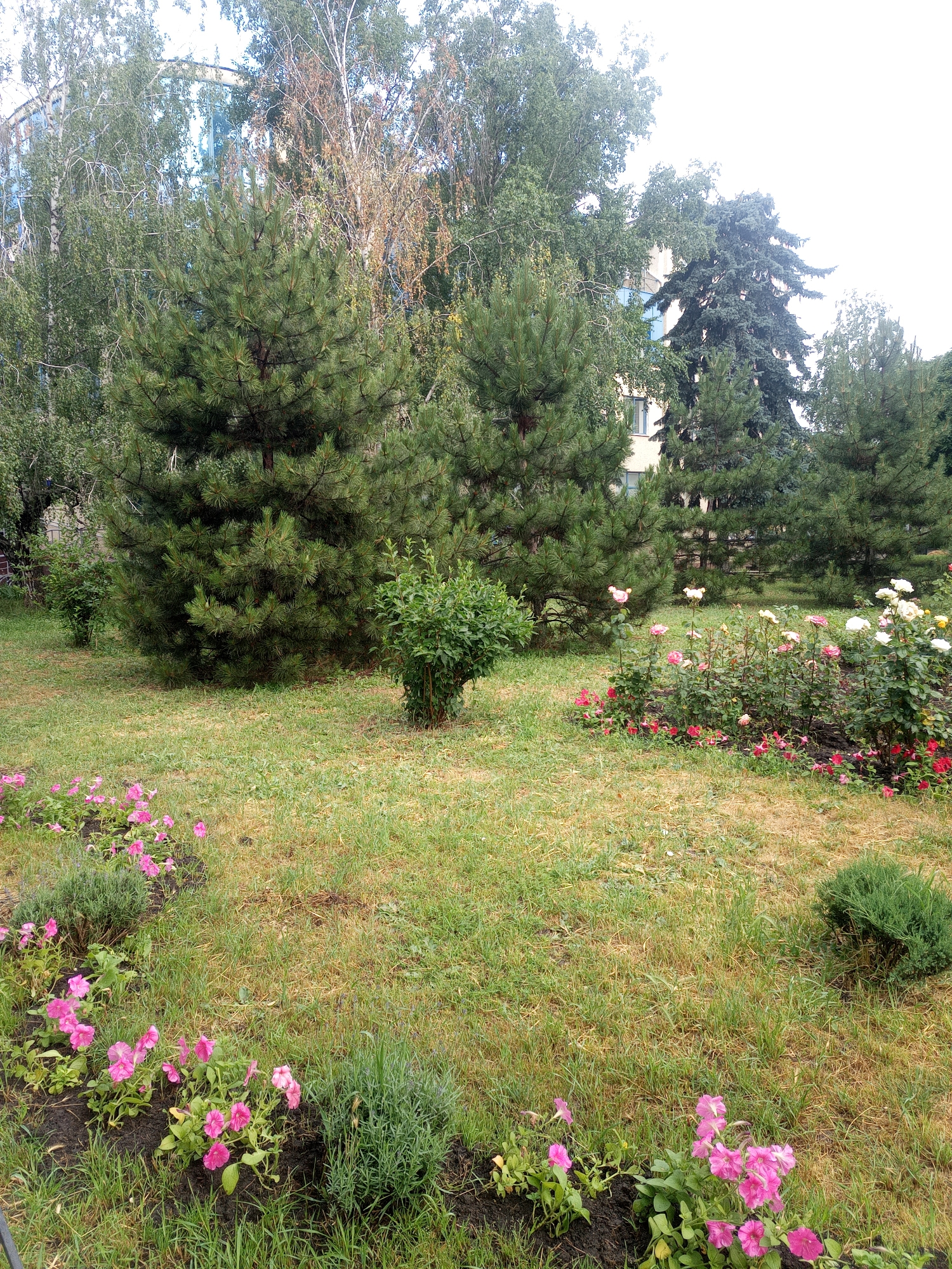 The image depicts a green, grassy area with several trees and flower beds. In the background, a modern building with blue-tinted windows is visible, partially obscured by the trees. In the foreground, there are several patches of pink petunias and some low-lying green bushes. In the middle ground, there is a rose bush with white and pink flowers, and a small, dense green bush. Several pine trees are prominent in the mid-ground and background, as are deciduous trees with light-colored bark. The sky is overcast. The scene is likely a public park or the grounds of a residential building. This specific location is on the territory of Odesa, Ukraine.