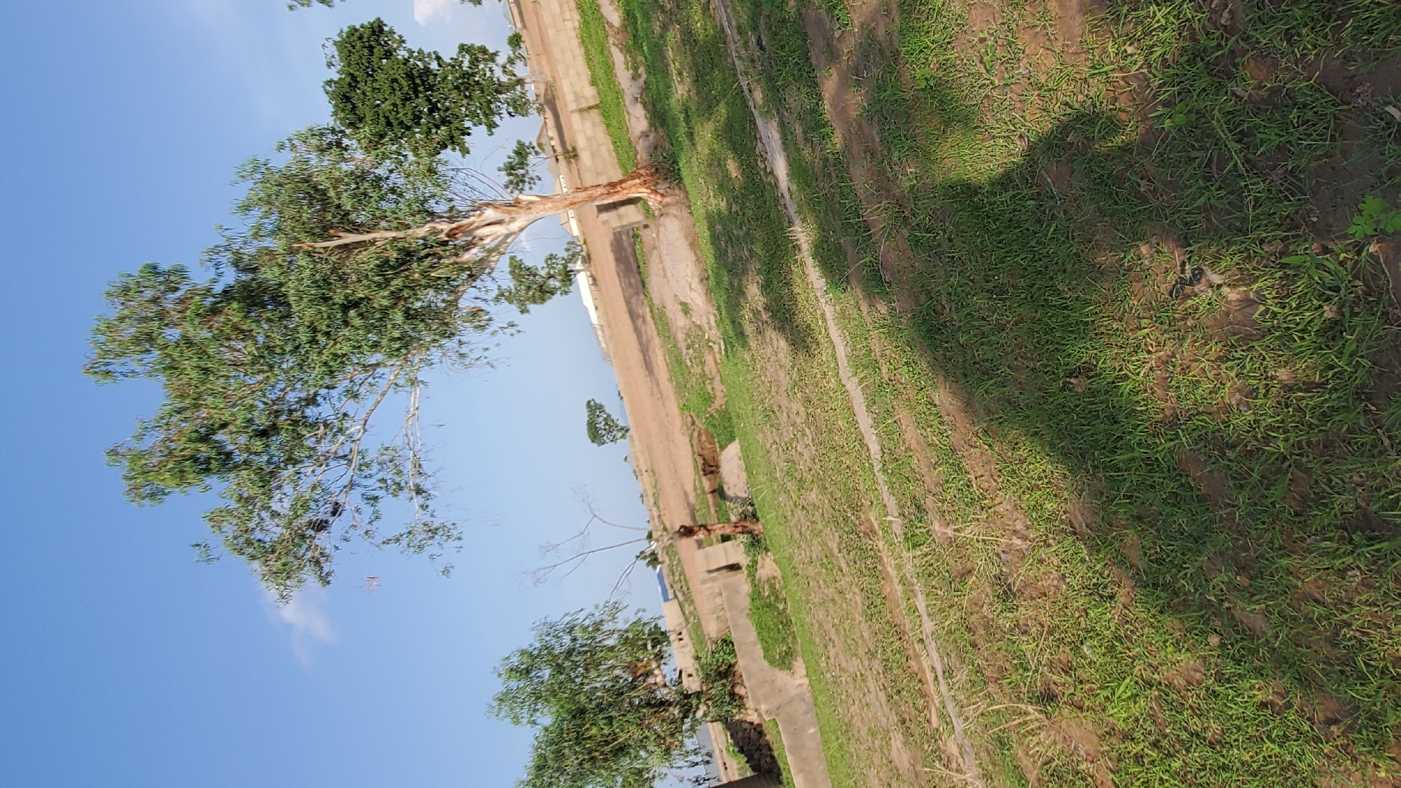 The image depicts an outdoor scene in Jalingo, Nigeria, under a clear blue sky. The foreground is dominated by a grassy field with patches of bare earth. A prominent tree with a light-colored trunk and green foliage stands slightly off-center to the right, casting a shadow across the grass. In the middle ground, there is a raised concrete structure and what appears to be an unfinished or eroded earthen embankment. Further in the background, several other trees are visible, along with buildings constructed with concrete blocks and a red-tiled roof. A lone figure, seemingly a person, is standing near a tree in the mid-ground on the left side of the image. The overall impression is that of an undeveloped or developing area within the city.