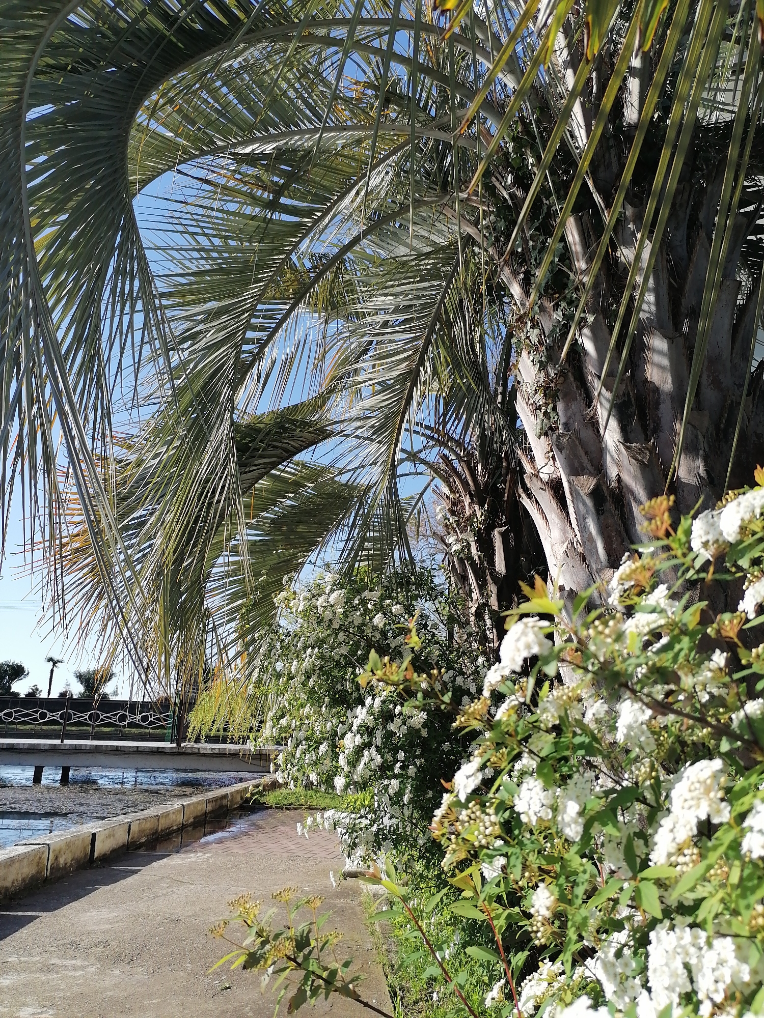 The image presents a vibrant outdoor landscape, dominated by lush greenery under a clear, bright blue sky. Several large palm trees with long, graceful green fronds are prominent, occupying the upper and right portions of the frame. Their textured, grayish-brown trunks are visible, with some showing signs of climbing plants.
In the foreground and mid-ground on the right, dense bushes are covered in clusters of small white flowers, creating a striking contrast with the green foliage. These flowering shrubs appear to be in full bloom, with some unopened buds also visible.
To the left, a concrete or paved pathway runs parallel to a calm body of water, possibly a pond or canal. The water reflects the sky and appears to have some natural debris or growth on its surface. Further in the background, a bridge or walkway with an ornate black metal railing spans across the water. Distant trees and faint outlines of structures can be seen on the horizon under the bright conditions.
The scene depicts a sunny day, likely during the morning or afternoon, evidenced by the clear sky and the quality of natural light creating defined shadows. The overall setting suggests a tranquil and well-maintained park or garden environment, typical of a warm or temperate climate. No people are visible, and there is no discernible text in the image.