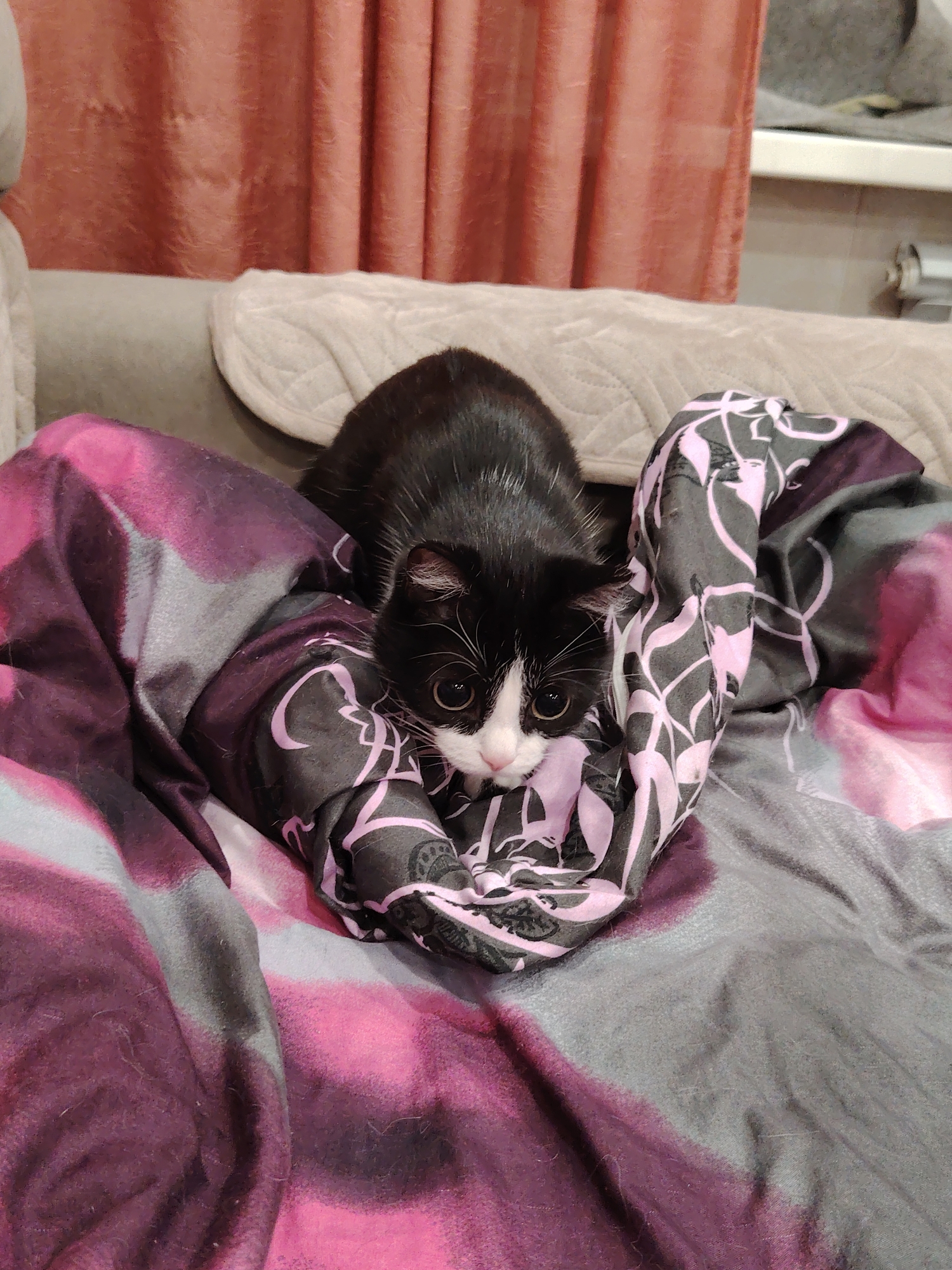 A black and white cat with large, round eyes is nestled within a patterned blanket on a couch. The blanket features swirls of pink and gray. The cat's head is tilted slightly, and it appears to be looking directly at the camera. The background shows a portion of a couch with a light-colored quilted throw and reddish-brown curtains. The scene is indoors, likely in a residential setting.