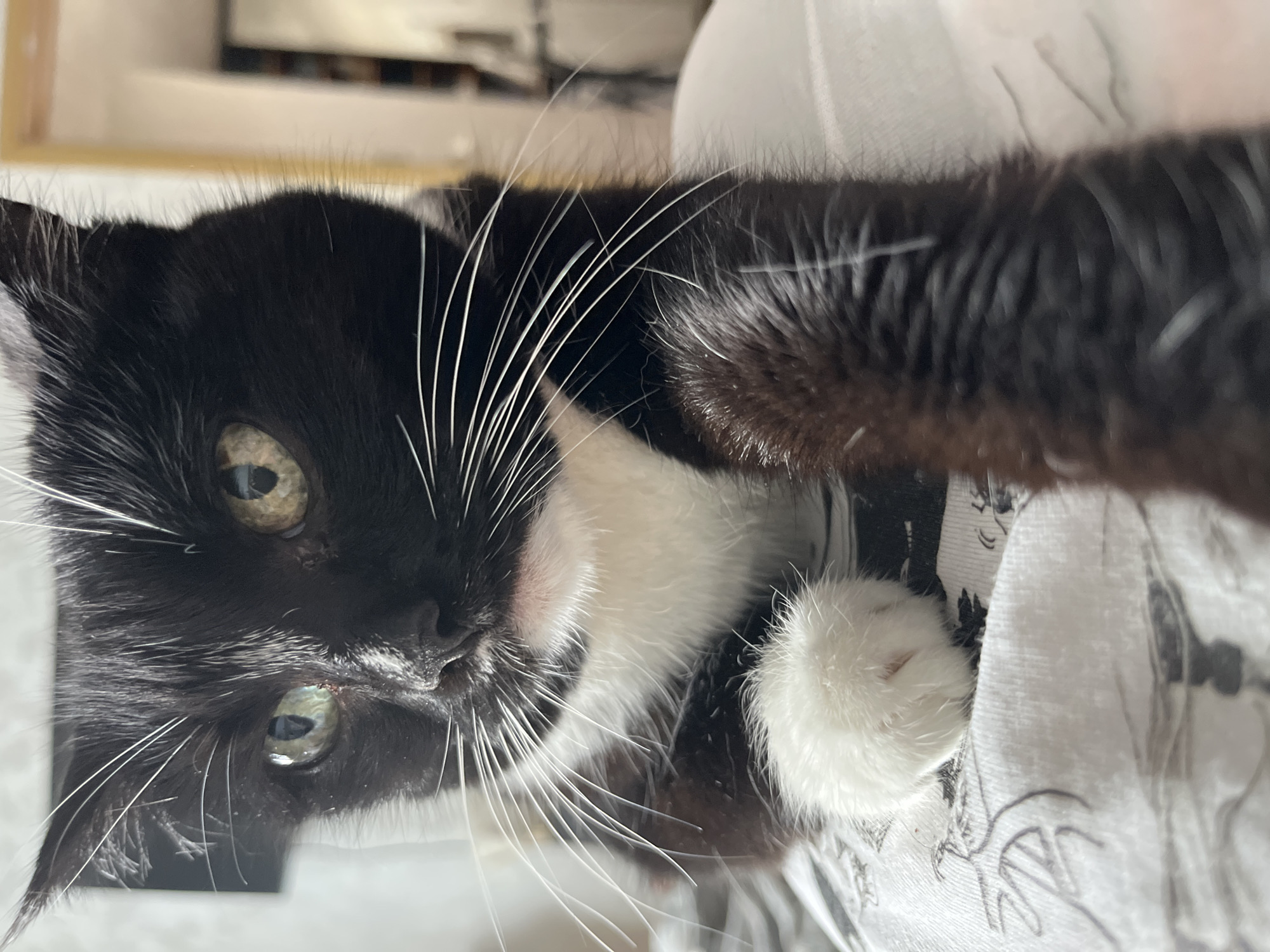This is a close-up, portrait-style photograph of a black and white cat, likely taken indoors in Moscow, Russia. The cat is positioned vertically within the frame, with its head facing the viewer. Its fur is predominantly black, with white markings on its chest and a white paw visible. The cat has striking green eyes that are looking directly at the camera. Long, white whiskers fan out from its nose. The cat appears relaxed, perhaps even a bit sleepy, and its body is partially obscured by a patterned white fabric, possibly a blanket or piece of clothing. The background is blurred, but hints of a shelf or furniture can be seen, suggesting an indoor domestic setting. The lighting appears to be artificial and soft, casting a gentle glow on the cat's face. There is no discernible text in the image. The overall mood of the photograph is intimate and peaceful, capturing a candid moment with the pet.