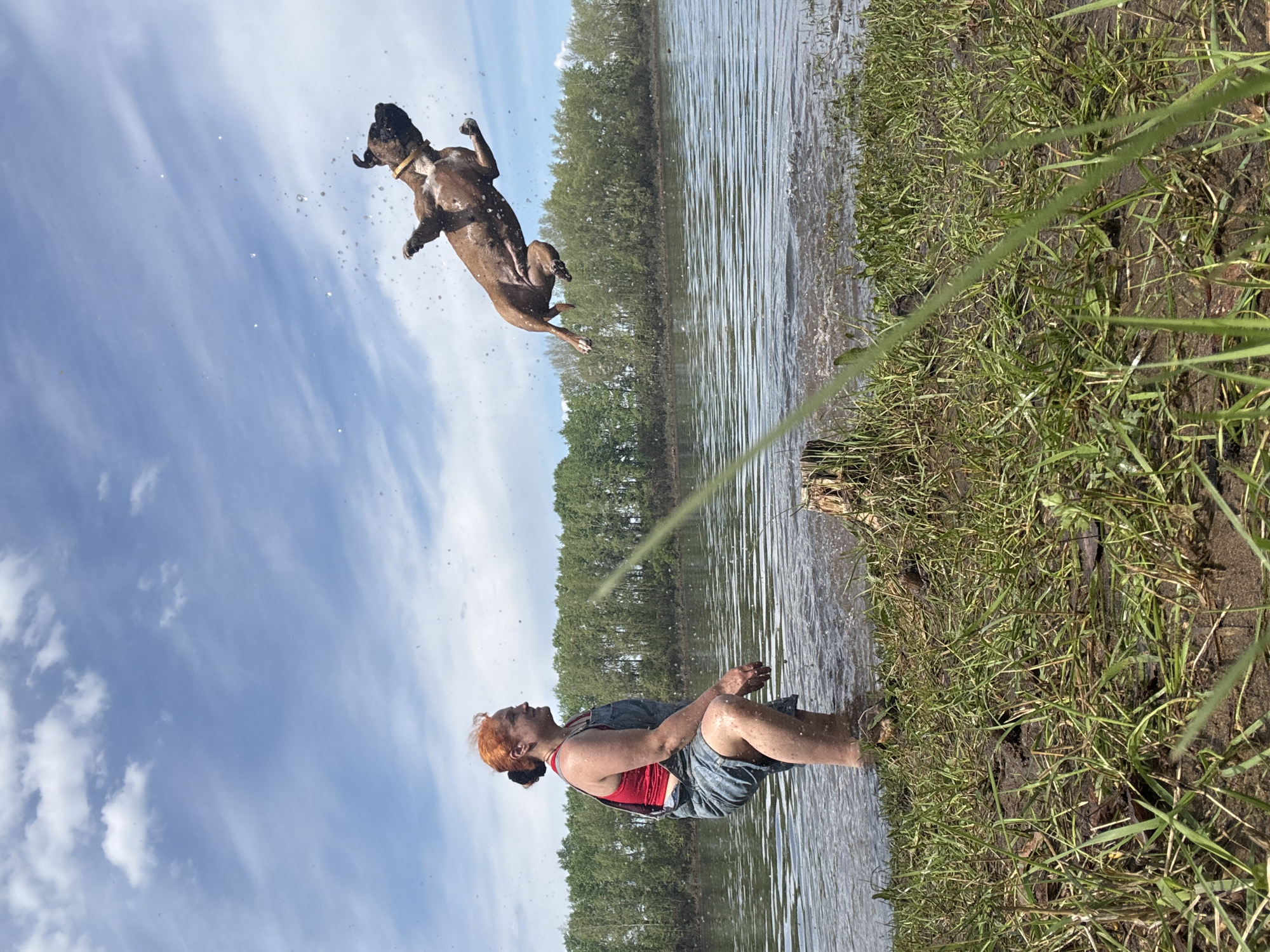 A horizontally oriented photograph depicts a woman and a dog at a lake in an outdoor setting. The scene is located near the city of Chaikovsky, Russia, as the tree line matches. The woman is standing in the water near the shoreline, wearing a red tank top and jean shorts, with reddish-orange hair pulled back. A brown dog with a yellow collar is airborne, leaping toward the water. Splashes of water are visible around the dog, indicating it's in motion. The background shows a line of trees across the horizon, with a blue sky and white clouds overhead. A long blade of grass is partially visible in the foreground.