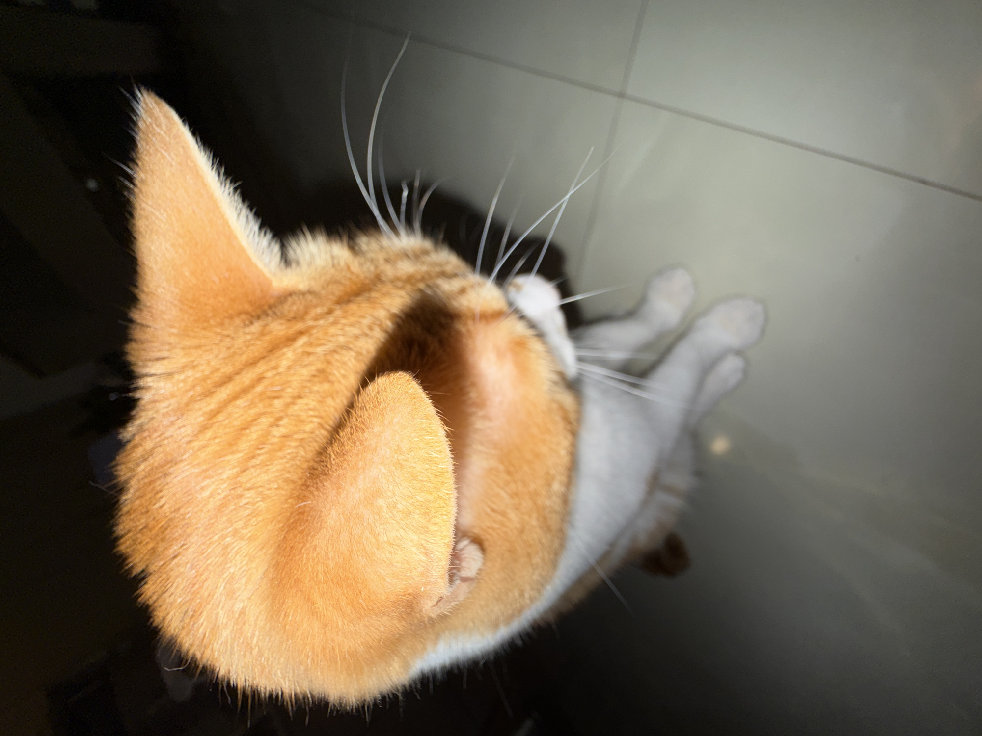 A high-angle, close-up shot of an orange and white cat lying on a tile floor. The cat's head is orange, with a white patch near its whiskers. Several long, white whiskers are visible. The cat's right paw is near its face. The background is dark and out of focus, likely the floor surrounding the tiled area. The location is not discernible from the image.