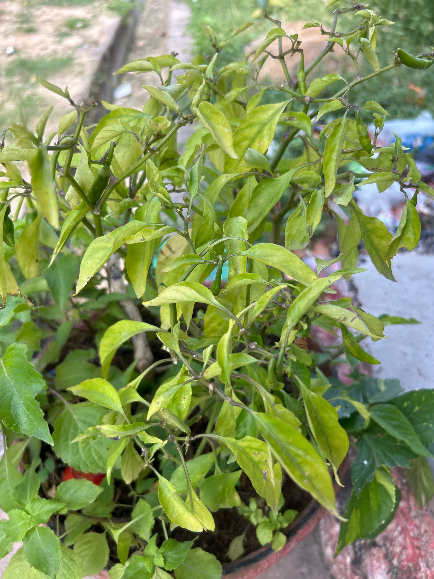 A close-up, vertical shot shows a chili pepper plant with numerous green leaves and several small, green chili peppers. The plant is in a pot, and the background is blurred, suggesting an outdoor setting, possibly a garden or balcony in Kamareddy, India, given the surrounding elements like a rough, concrete pathway. The leaves are a vibrant green, with some showing signs of slight wilting or browning at the edges, indicative of the plant's growth stage or environmental conditions. The chili peppers are still developing, small and elongated. The scene captures the natural state of the plant, without any human interaction.