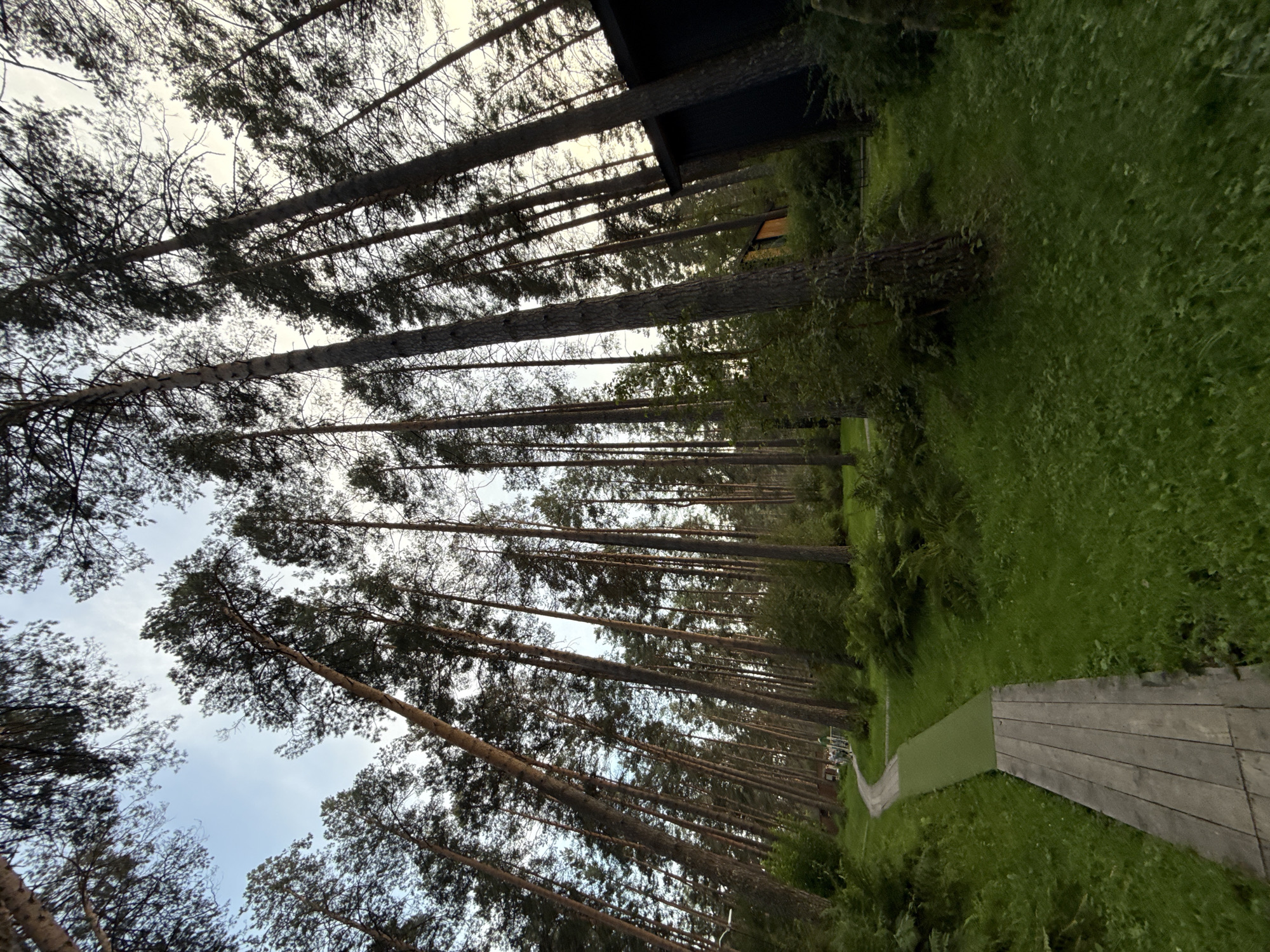 The image depicts a forest scene with tall pine trees towering over a winding wooden pathway. The pathway, constructed of weathered wooden planks, curves through lush green grass and ferns. A section of the path is covered with a green artificial turf material. In the background, a dark-colored building with a sloped roof is visible amongst the trees, and a small yellow structure is also present. The sky above is a pale blue with some clouds. The overall impression is of a serene and natural outdoor setting, possibly a park or a forest reserve. There are no people visible in the immediate foreground. The image's perspective is low, looking upwards towards the canopy of the trees, suggesting the photographer was standing on the path.