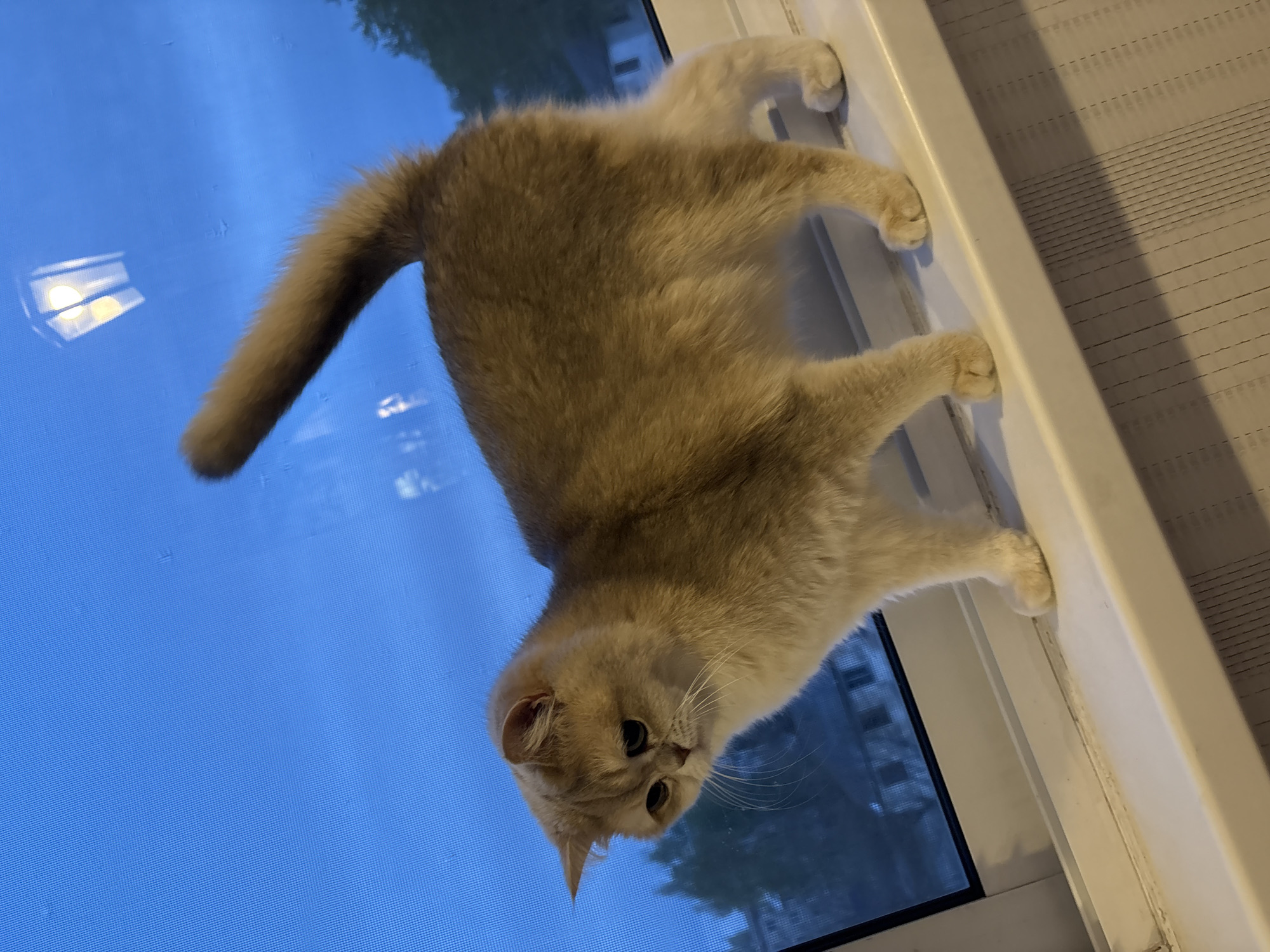 A light brown British Shorthair cat is perched on a white windowsill indoors. The cat faces the camera with its tail extended towards the blue window. Outside, the indistinct view includes foliage and the silhouette of buildings, with the sky suggesting it is dusk or night. The location is purported to be in Chaikovsky, Russia, but there are no specific details in the image to confirm this.